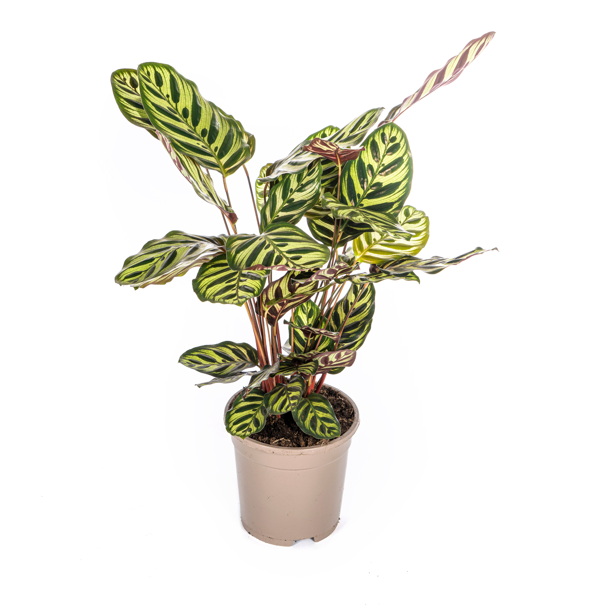 Calathea Makoyana Ø17cm - ↕40