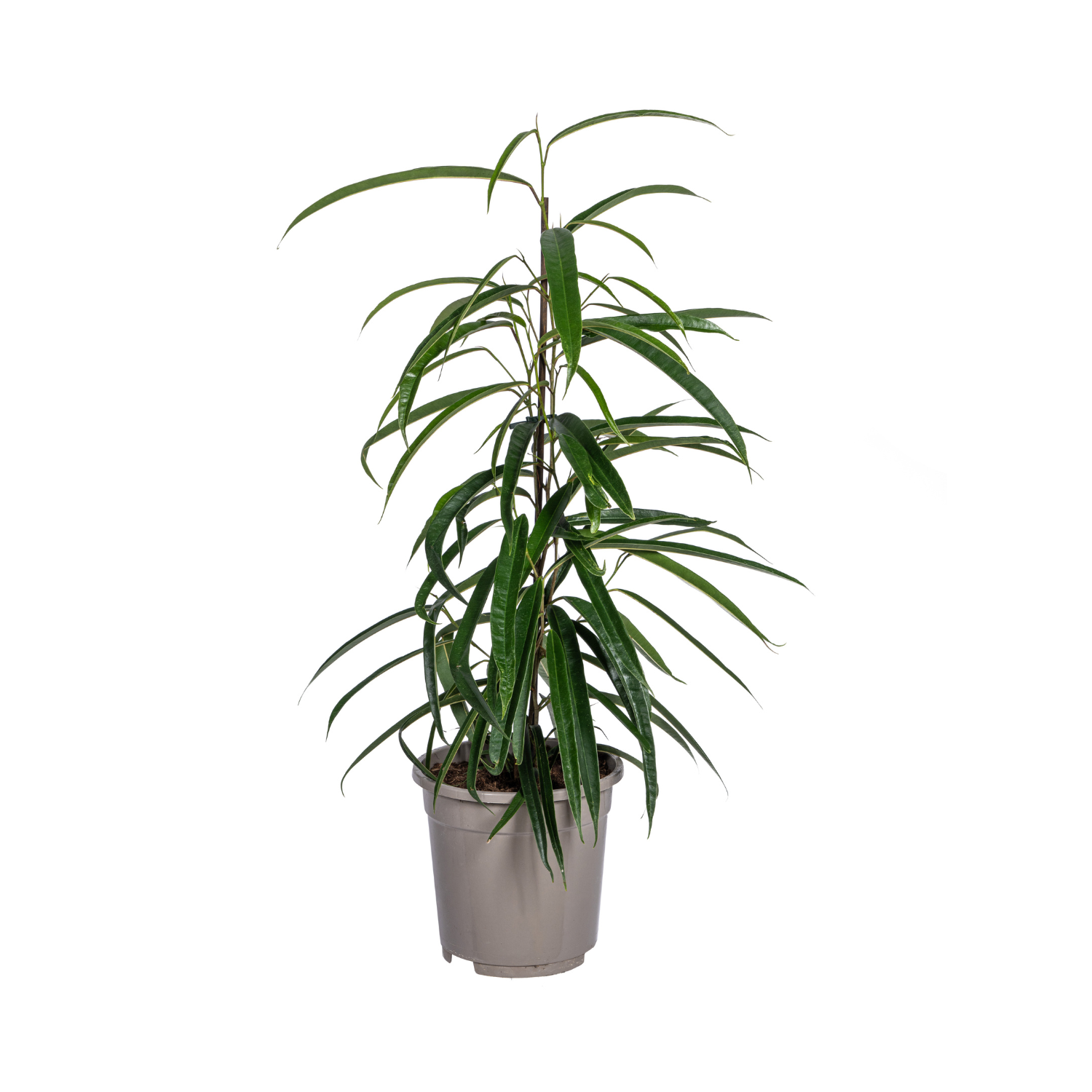 Ficus Binnendijkii Alii Ø17cm - ↕60