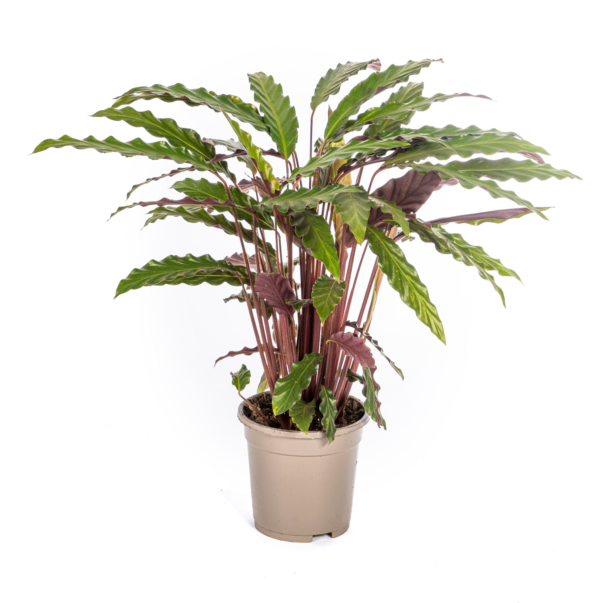 Calathea Rufibarba Ø17cm - ↕40