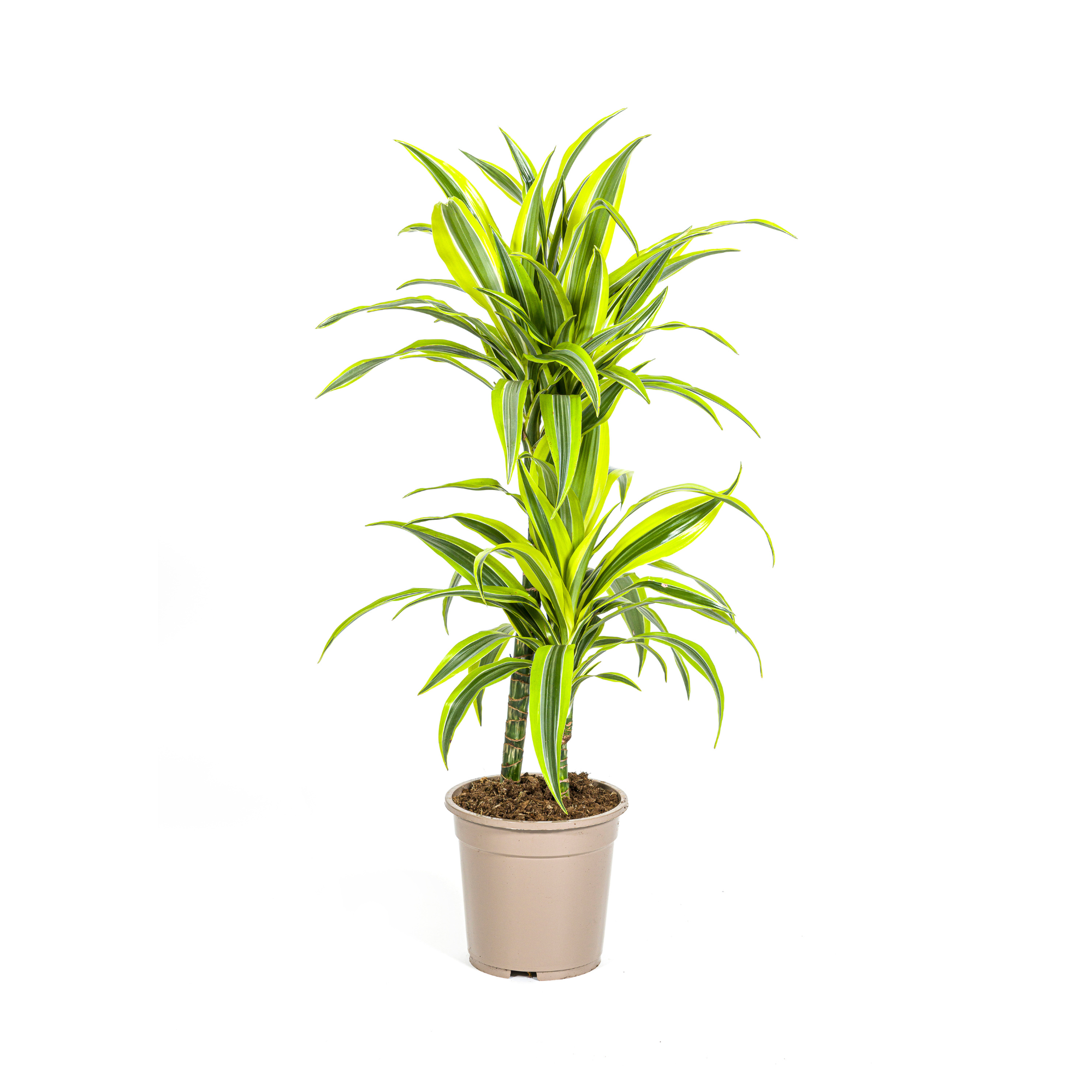 Zitronen-Limetten Drachenbaum (Dracaena Deremensis Lemon Lime)