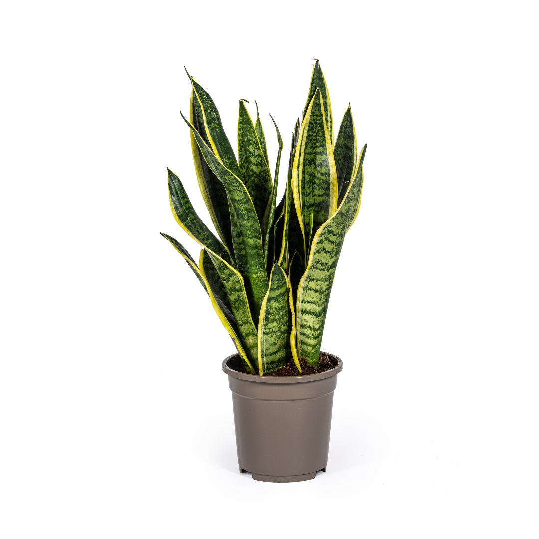 Sansevieria Trifasciata Futura Superba Ø17cm - ↕45