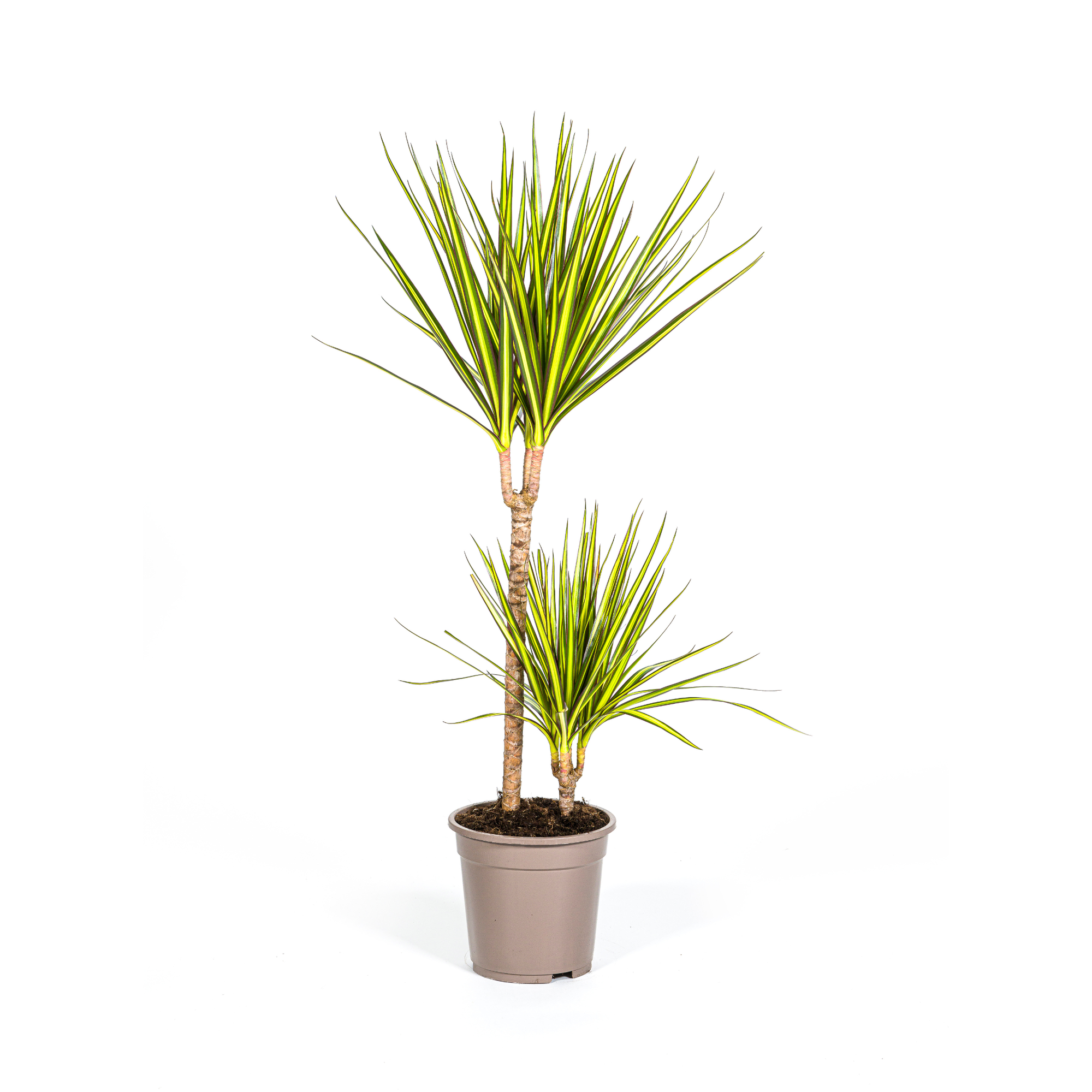 Sonnenstrahl-Drachenbaum (Dracaena Marginata Sunray)
