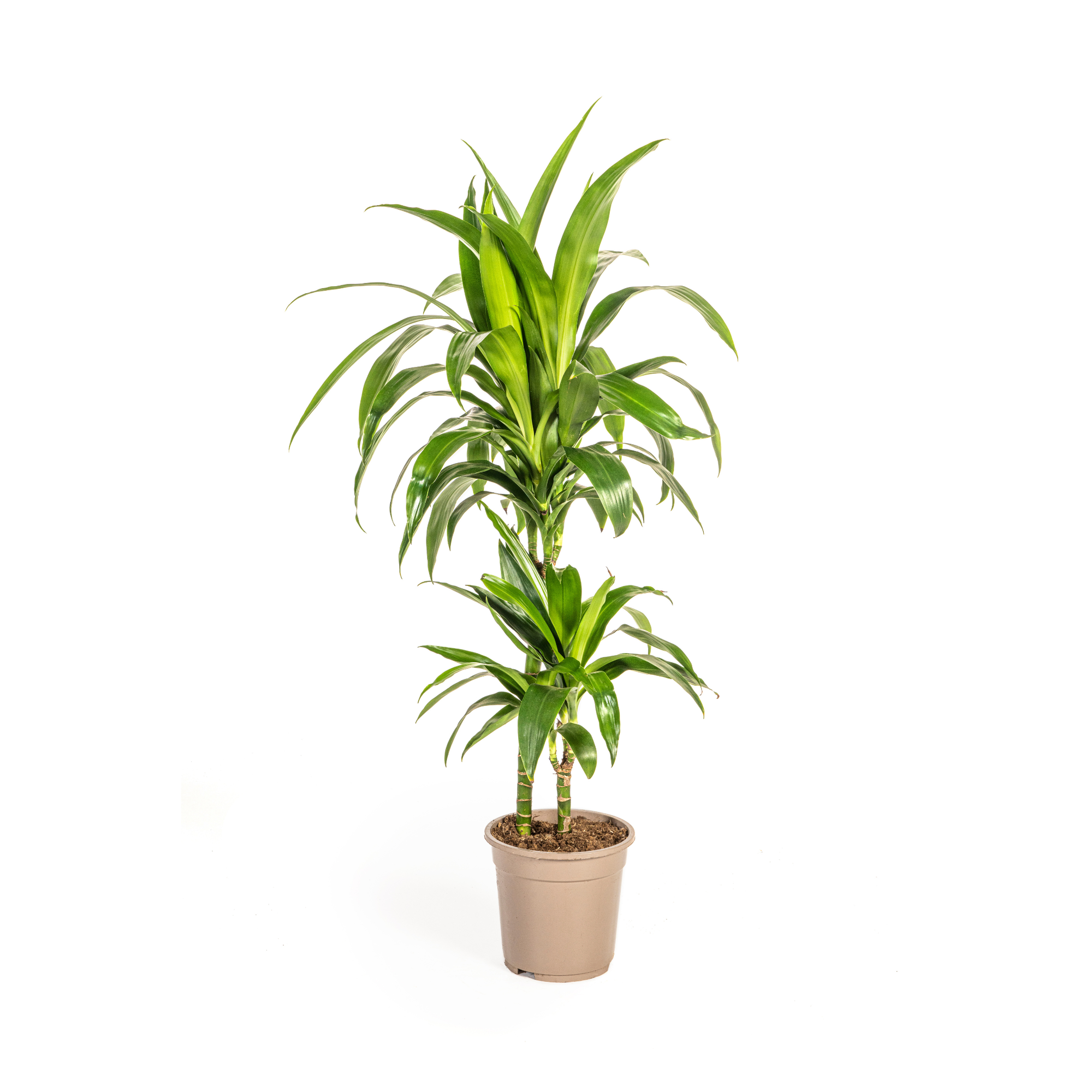 Dracaena Deremensis Lisa 19cm - 70 - 90cm
