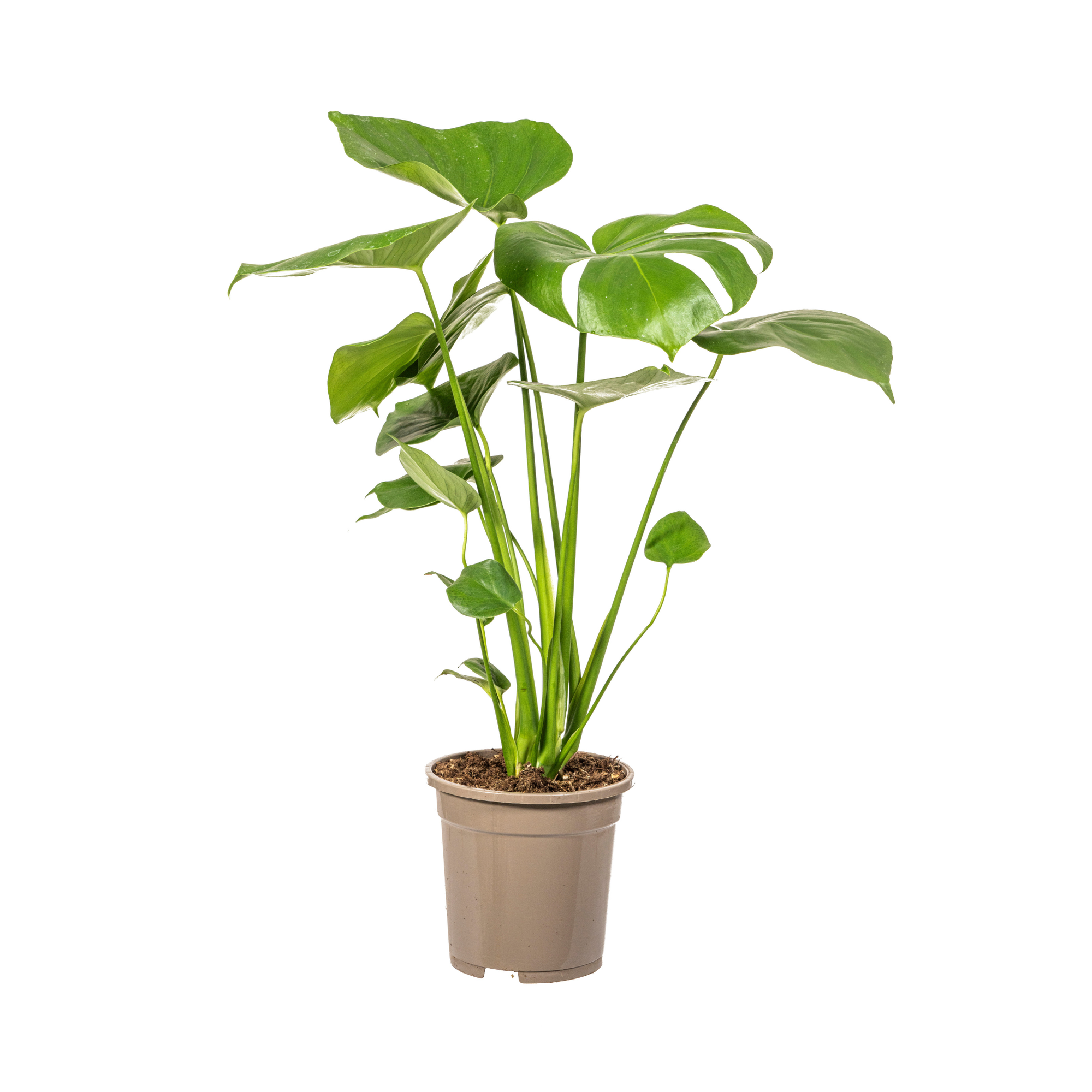 Liść okienny (Monstera Deliciosa Tauerii)