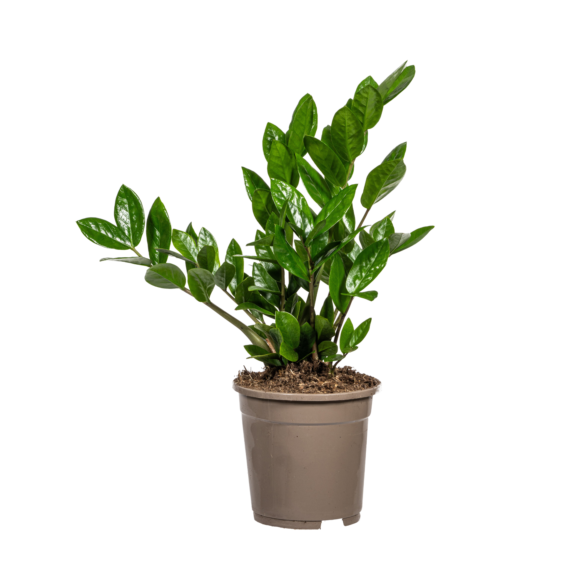 Zamioculcas Zamiifolia Ø17cm