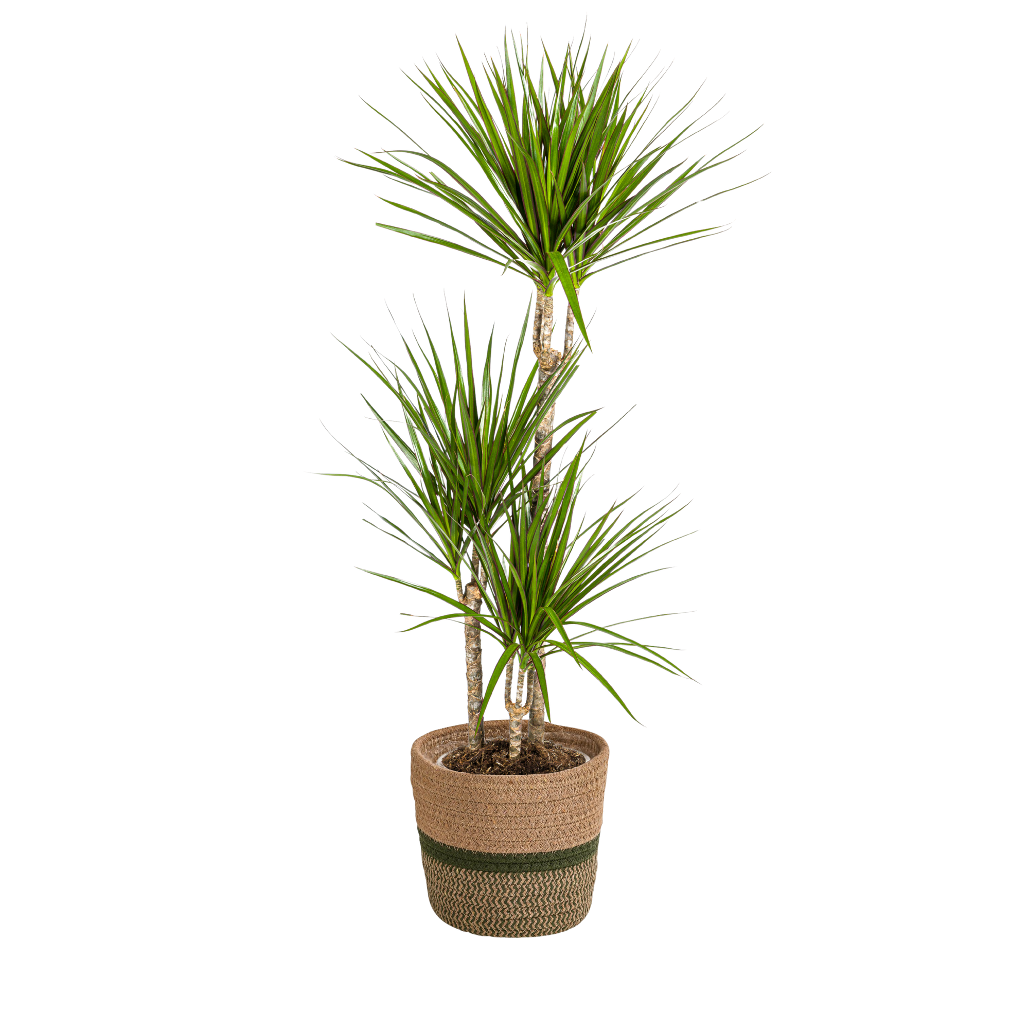 Zielony smokowiec w koszu (Dracaena Marginata Zielona)