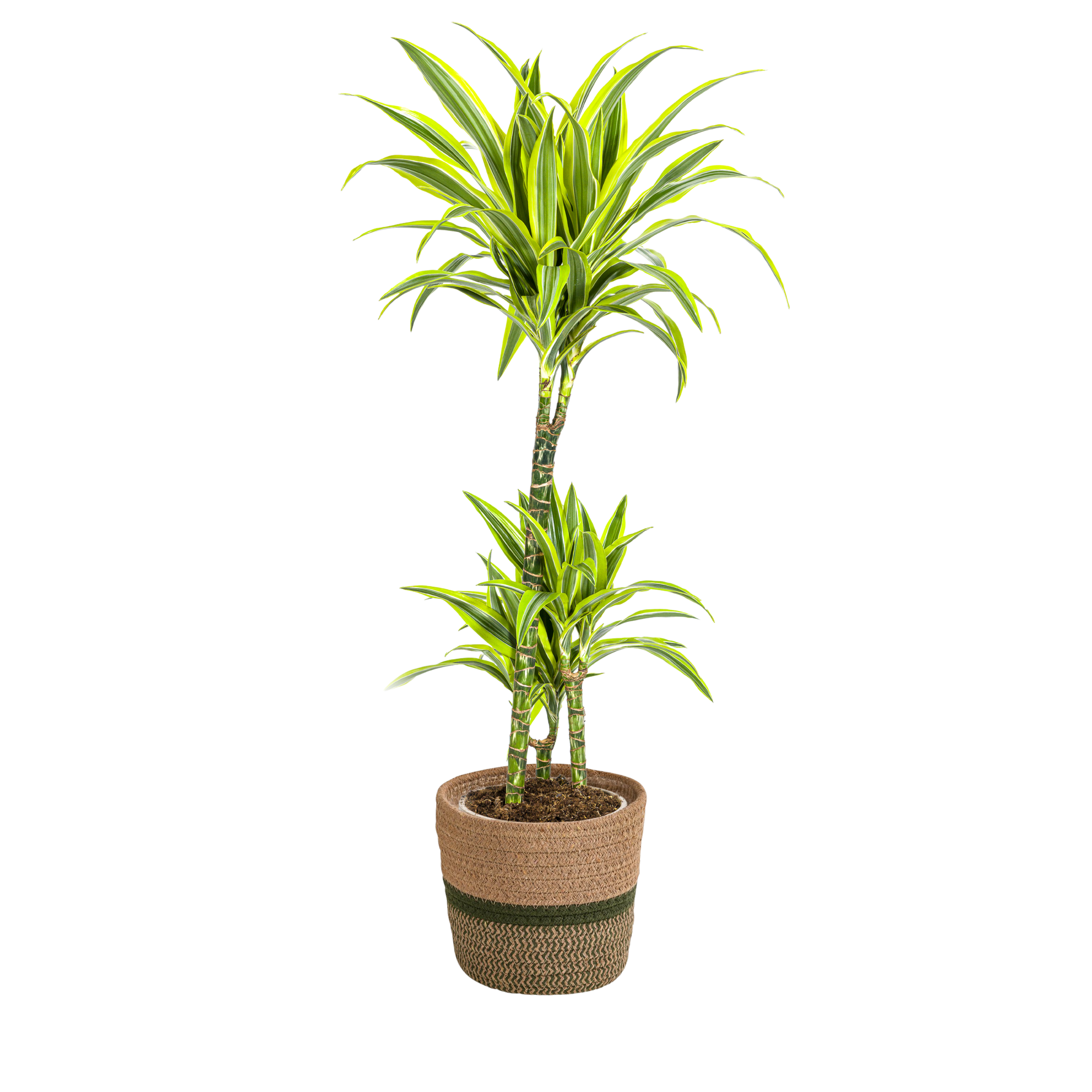 dracaena deremensis cuidados Árbol del dragón de limón y lima con cesta (Dracaena Deremensis Lemon