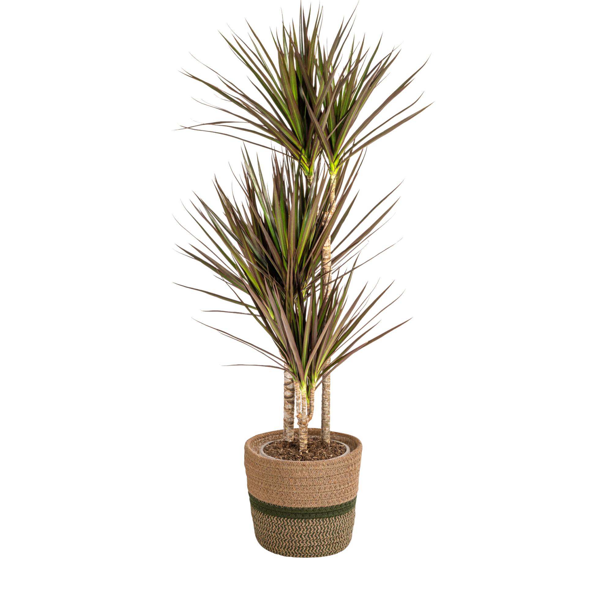 Magenta Drachenbaum mit Korb (Dracaena Marginata Magenta)