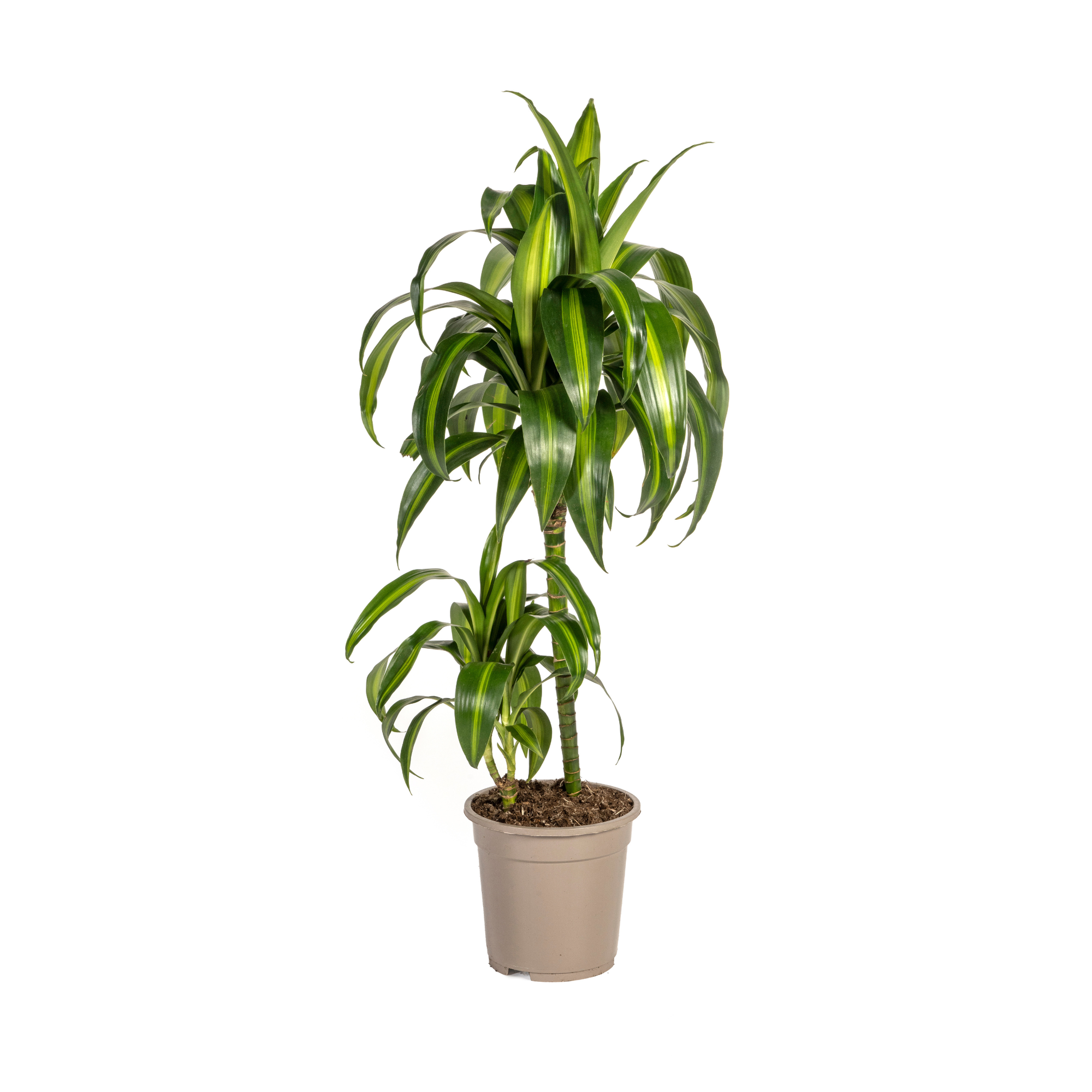 Hawaiianischer Sonnen-Drachenbaum (Dracaena Deremensis Hawaiian Sunshi