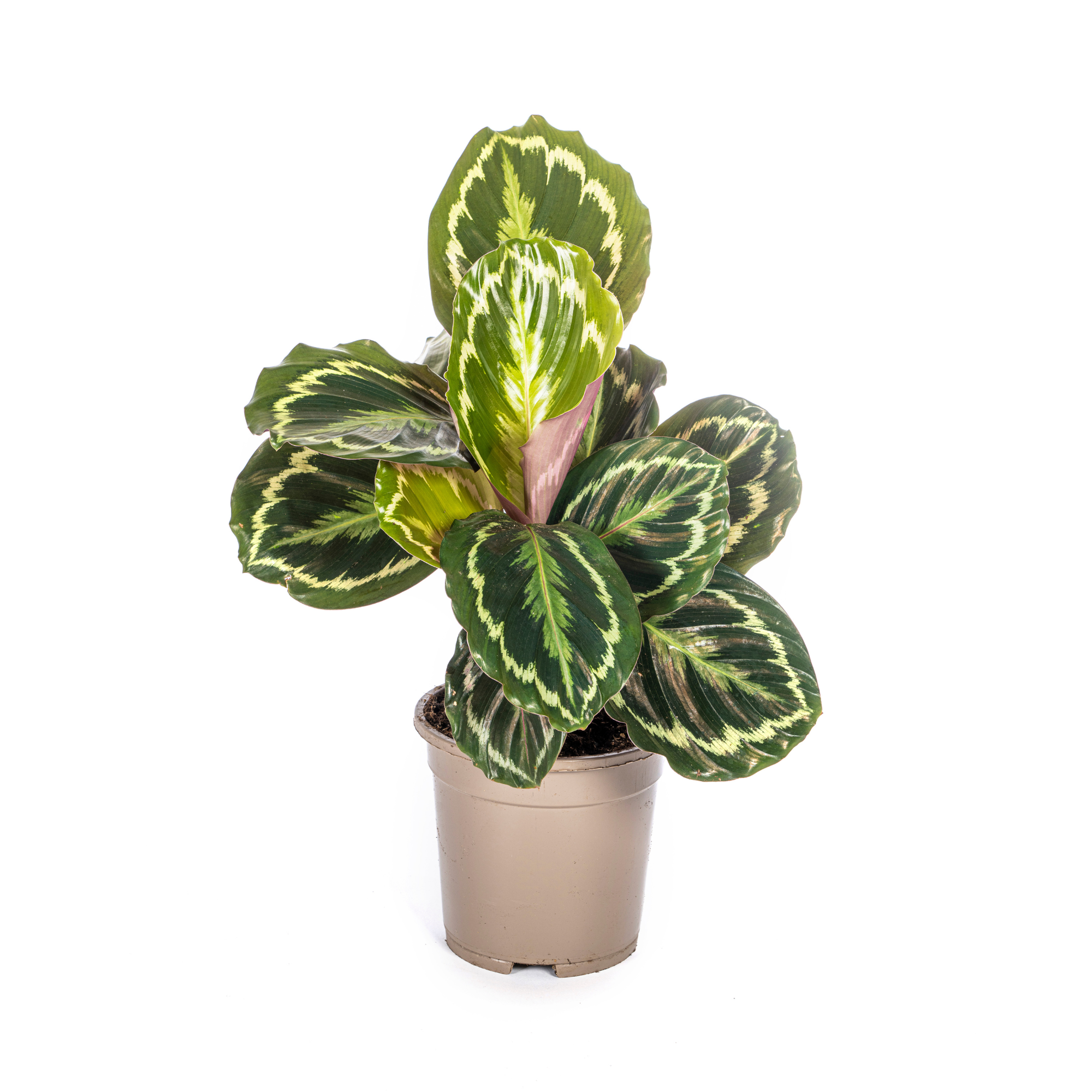 Calathea Medallion 17cm - 40 - 50cm