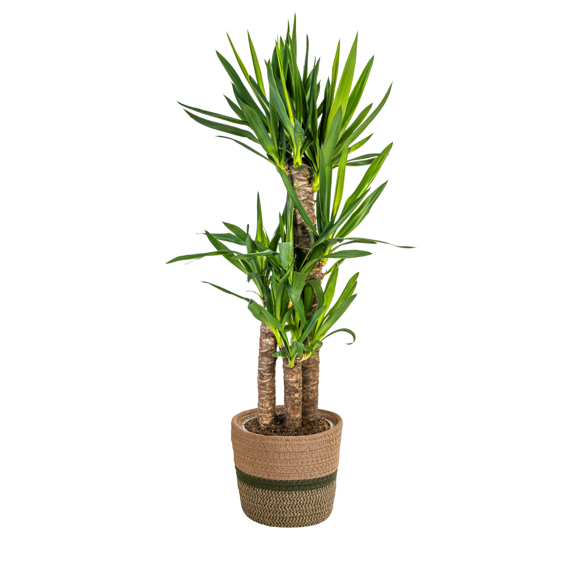 Yucca Elephantipes mit Korb Ø21cm - ↕90
