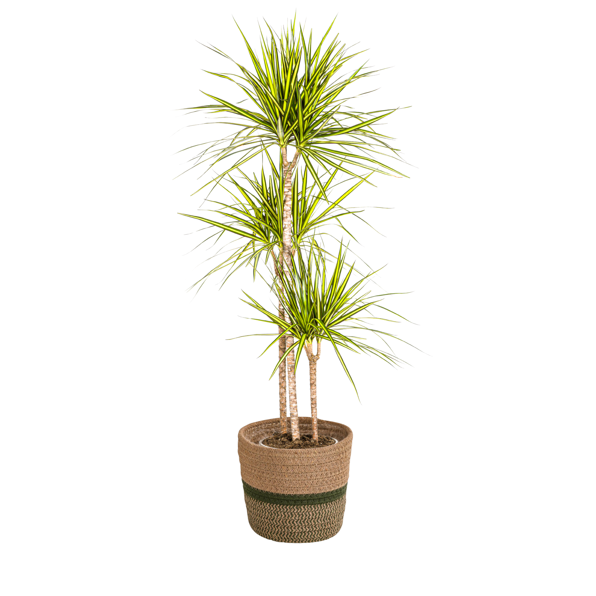 Dracaena Marginata Sunray mit Korb Ø24cm - ↕130