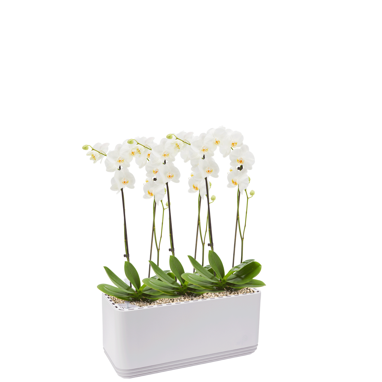 AIRY System L Orchideen