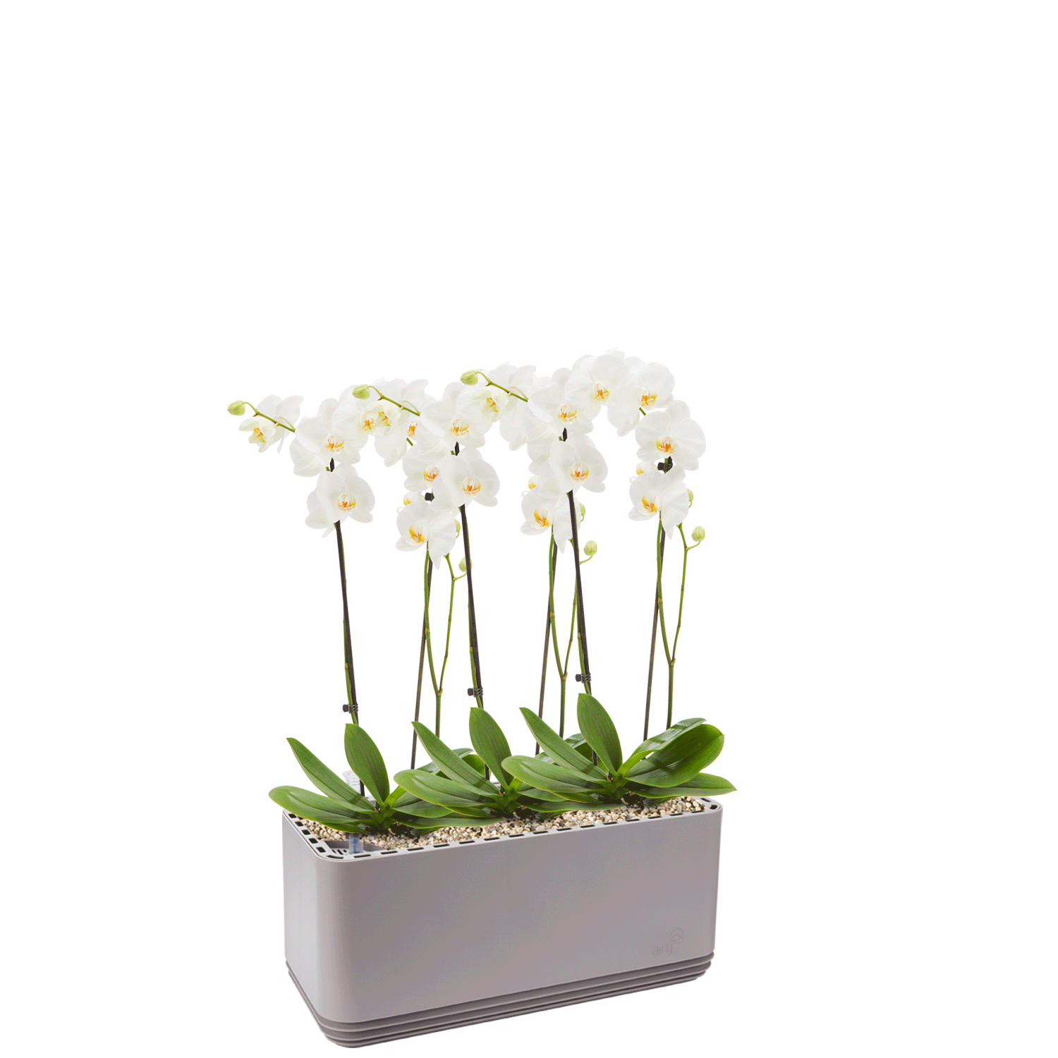 AIRY System L Orchideen