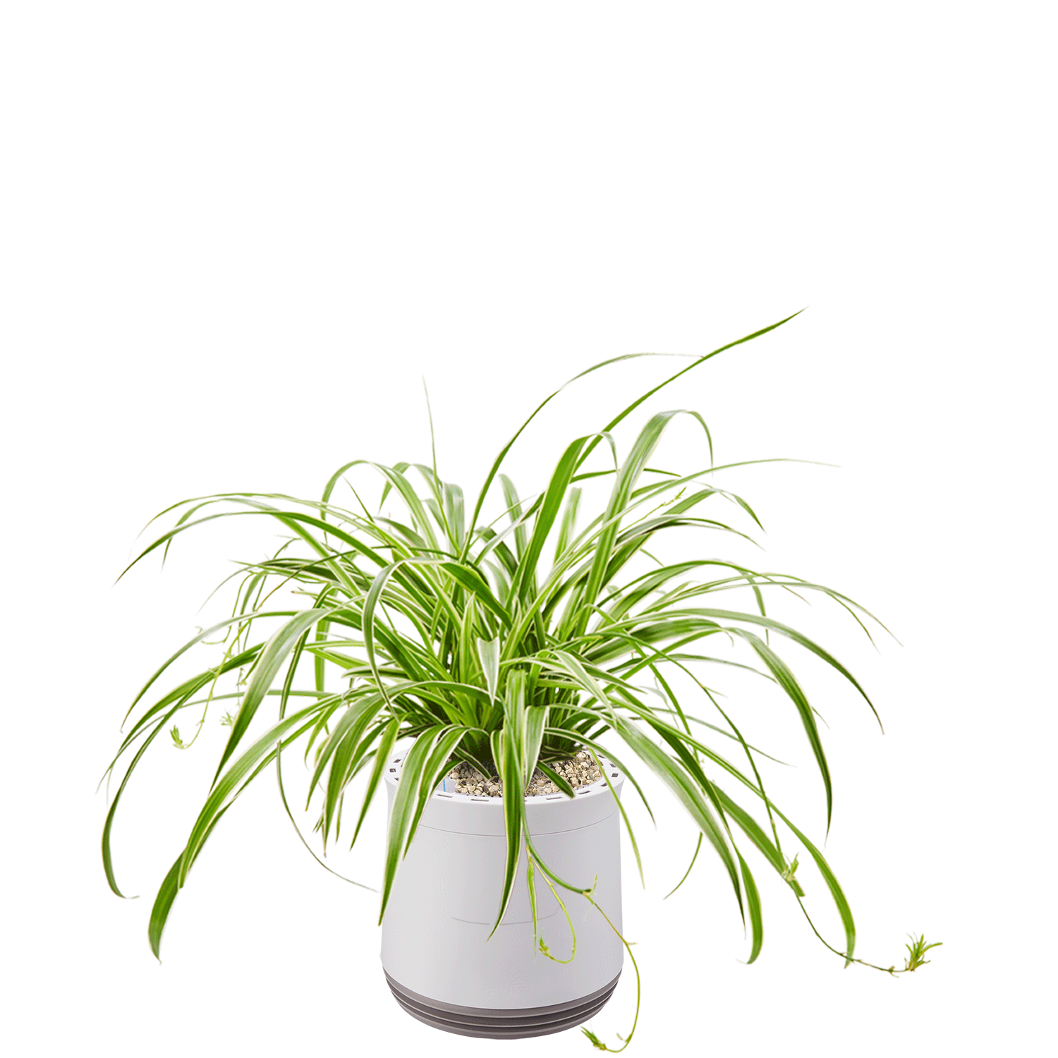 AIRY System M Grünlilie