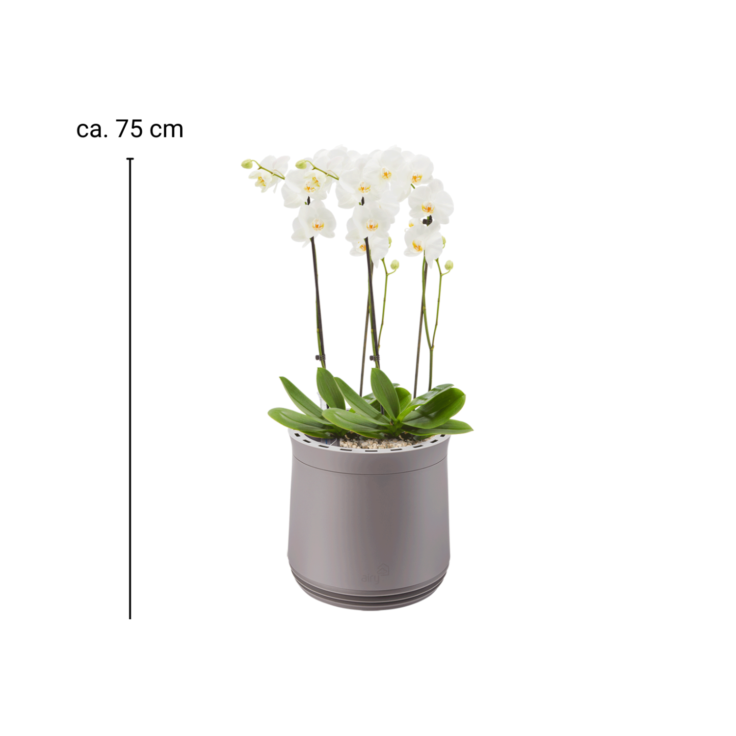 AIRY System M Orchidee