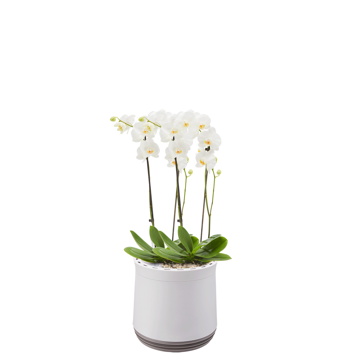 AIRY System M Orchidee