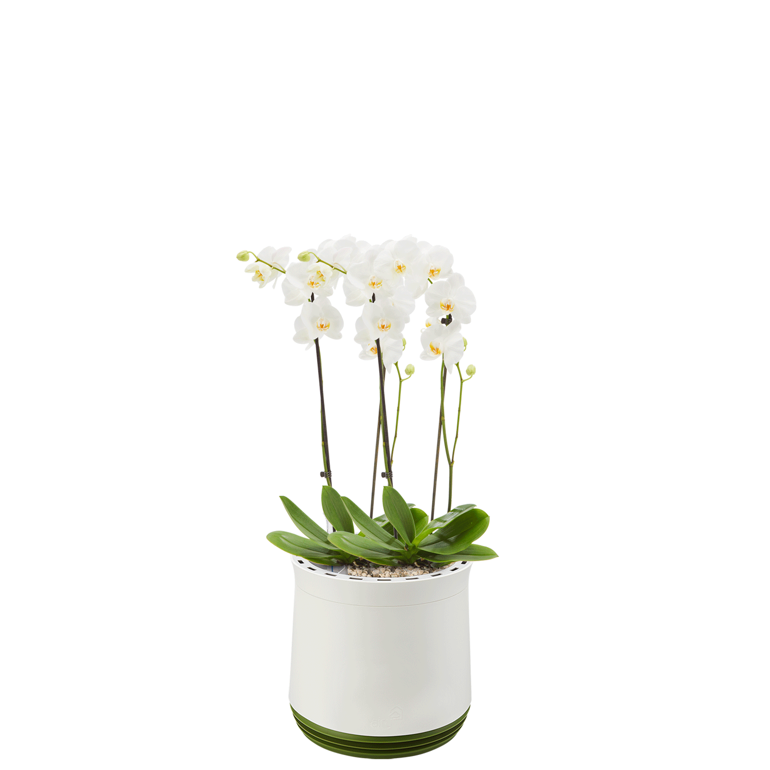 AIRY System M Orchidee