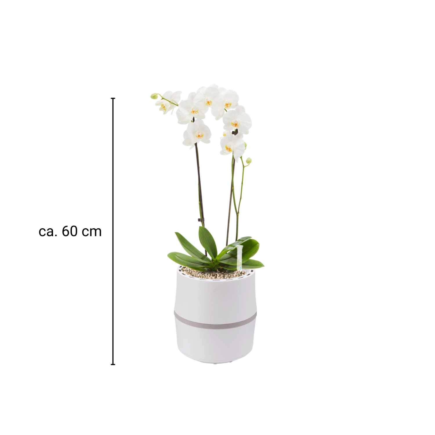AIRY System S Orchidee