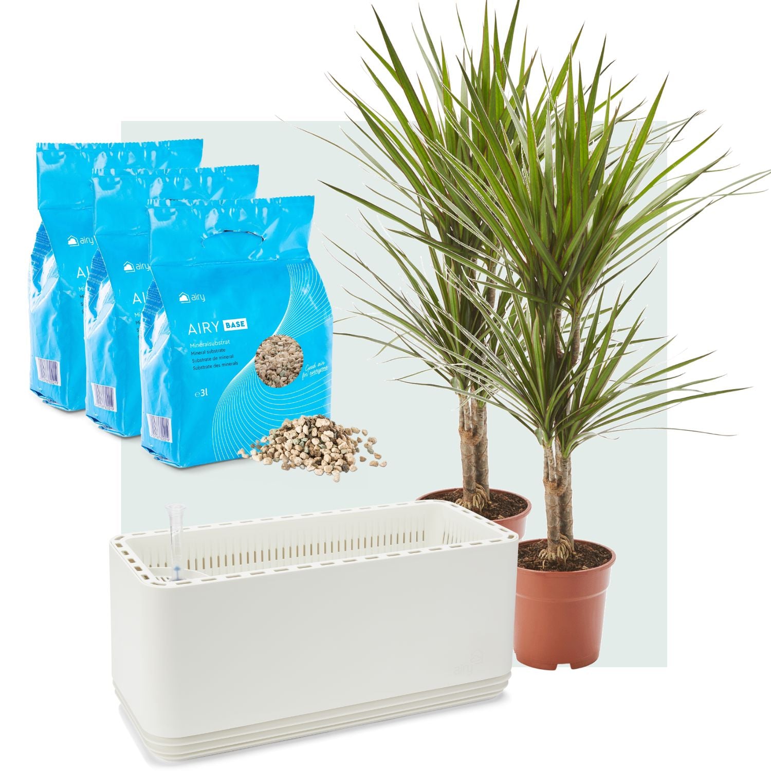 AIRY System L Drachenbaum