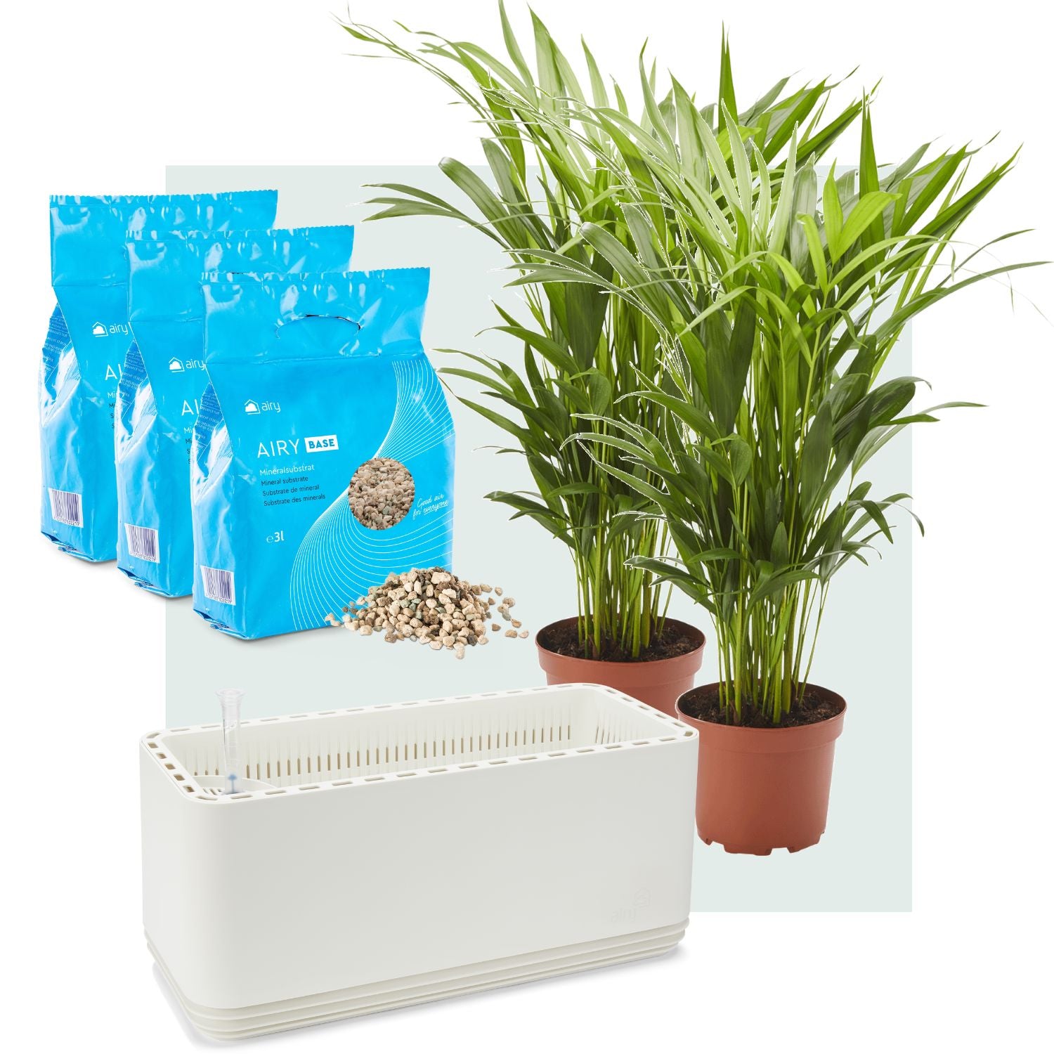 AIRY System L Goldfruchtpalme