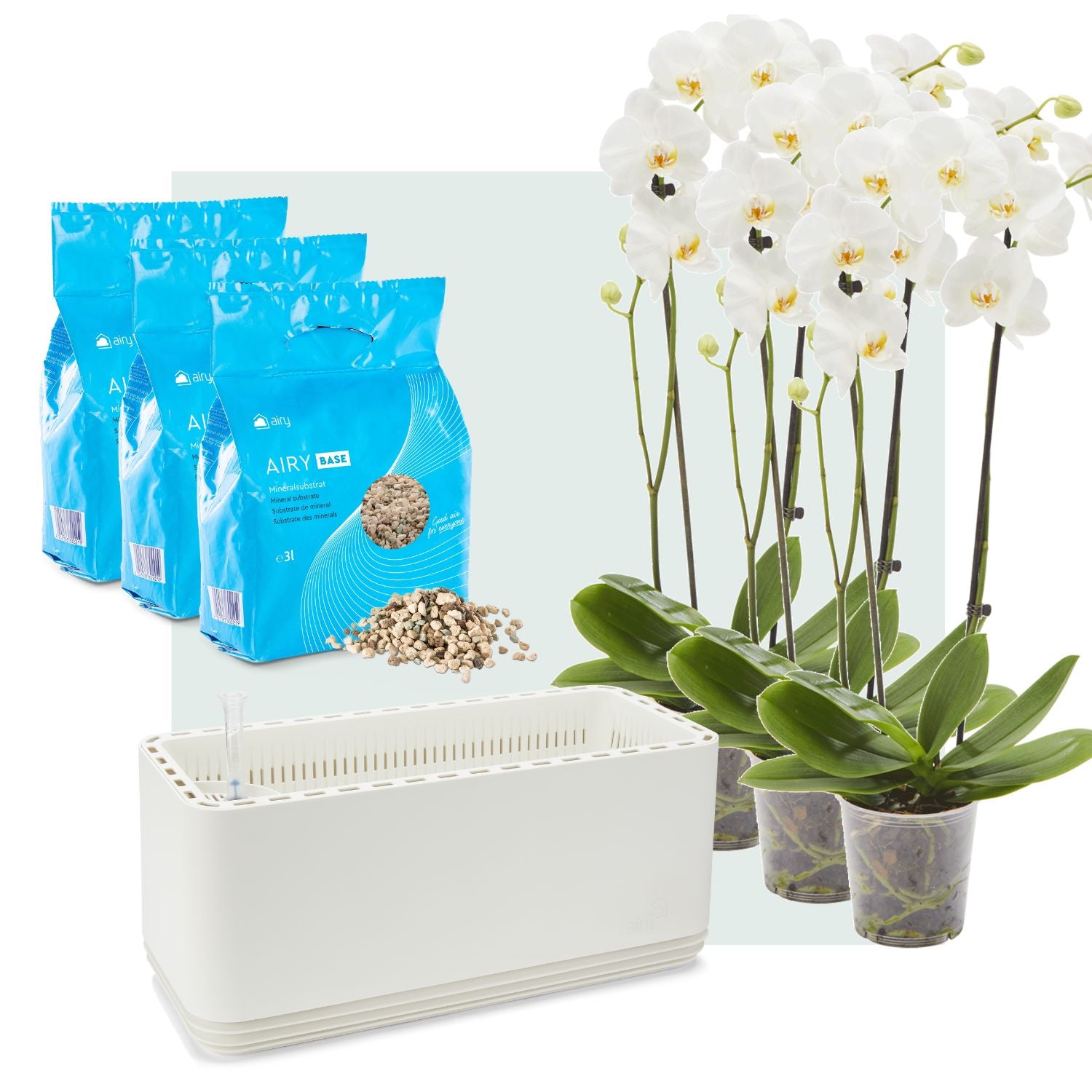 AIRY System L Orchideen