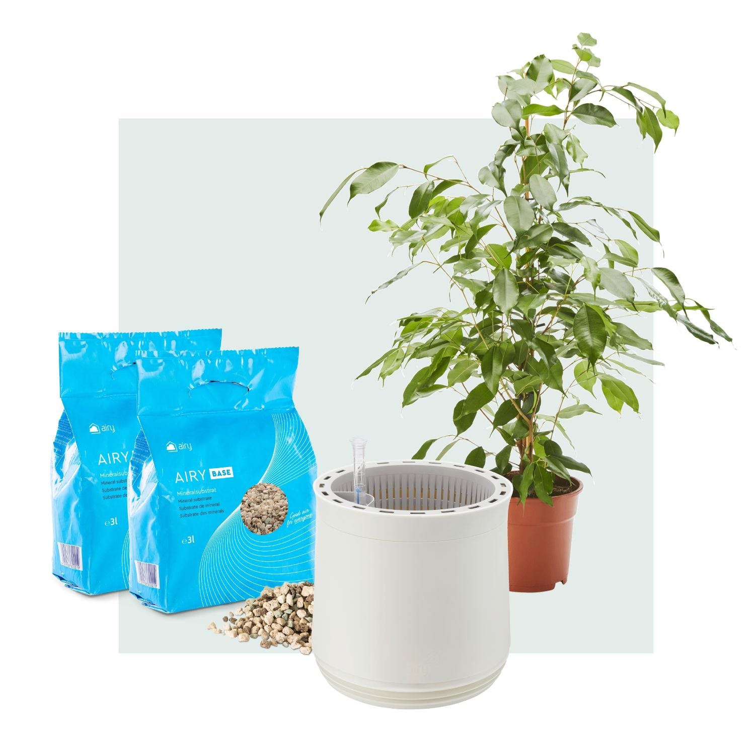 AIRY System M mit Birkenfeige