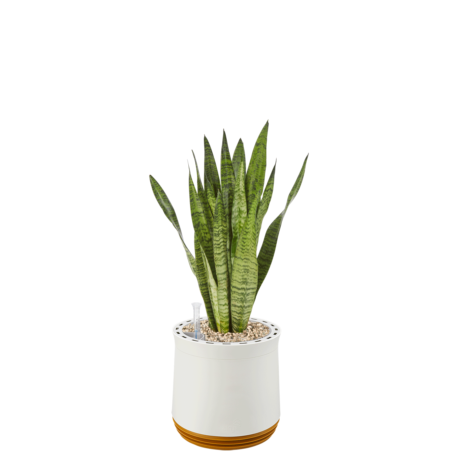 AIRY System M Bogenhanf Zeylanica