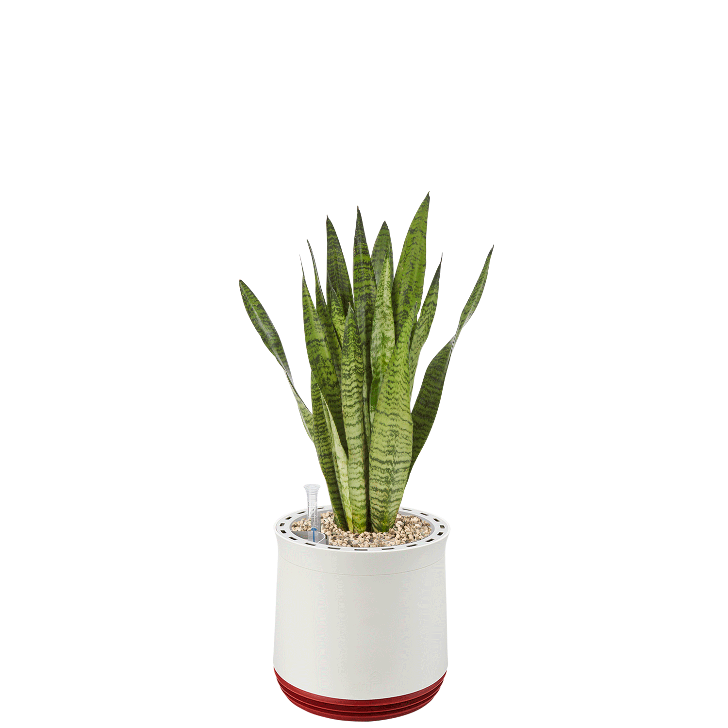 AIRY System M Bogenhanf Zeylanica