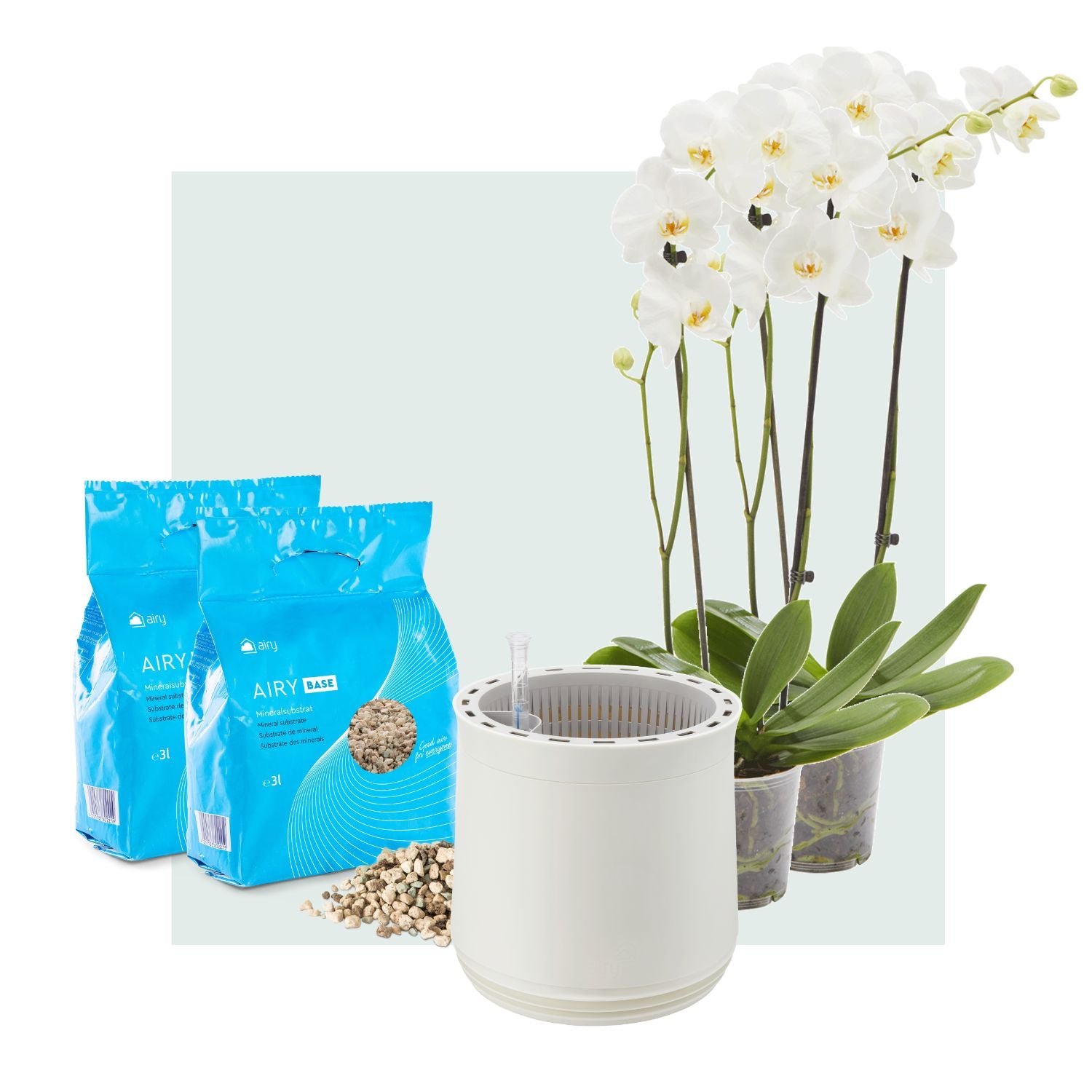 AIRY System M Orchidee