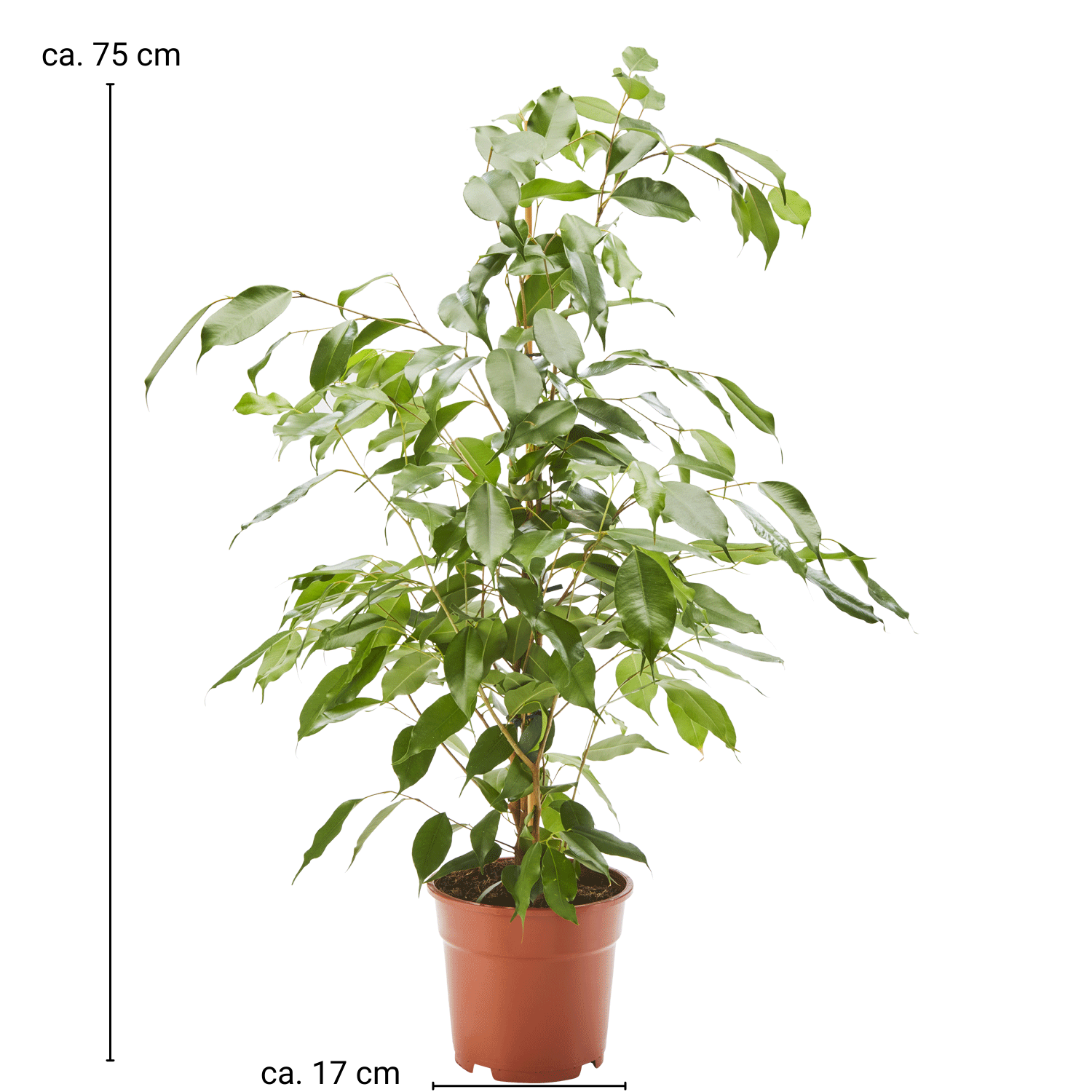 Birkenfeige Ficus Exotica