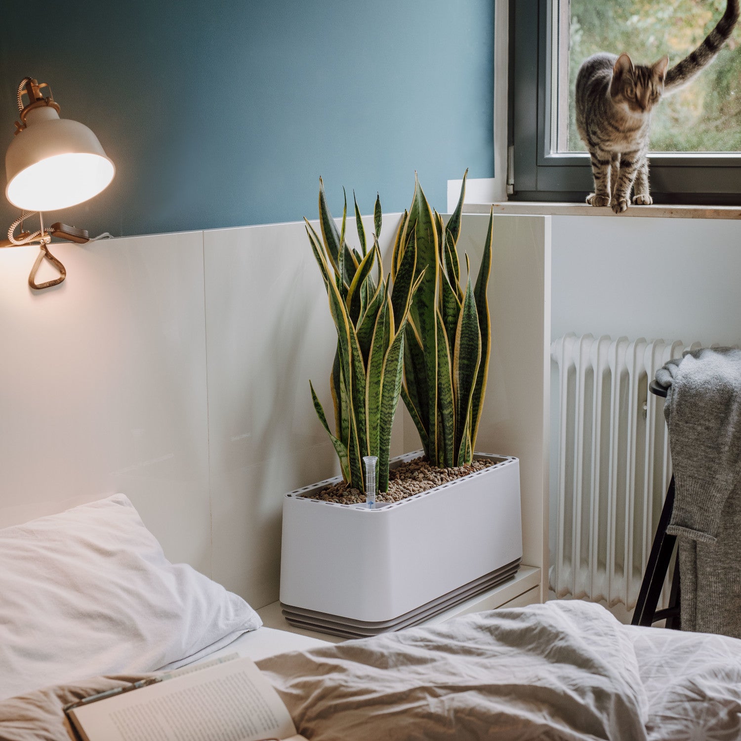 Bogenhanf Sanseveria 17cm, luftreinigende Pflanze