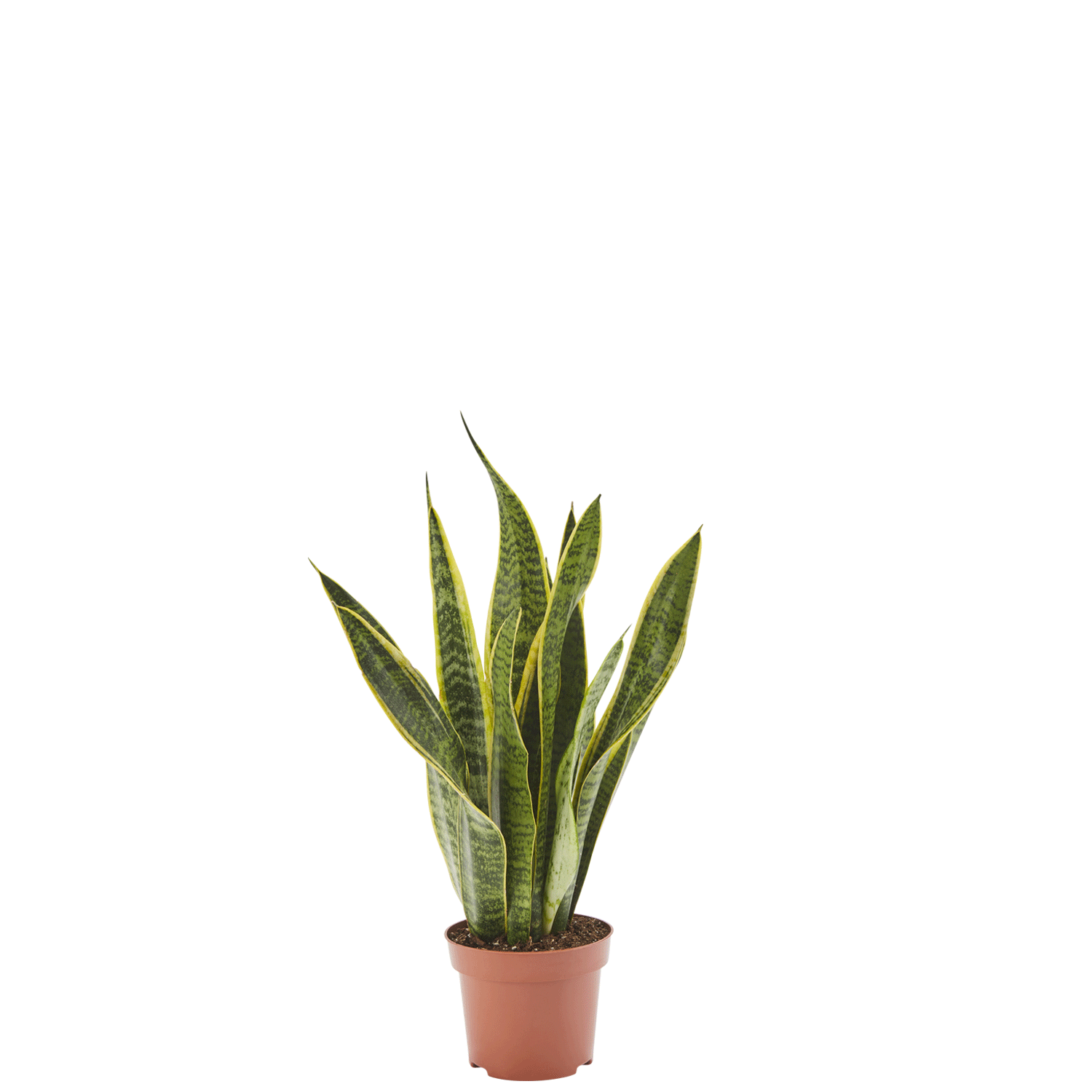 Bogenhanf Sansevieria Laurentii