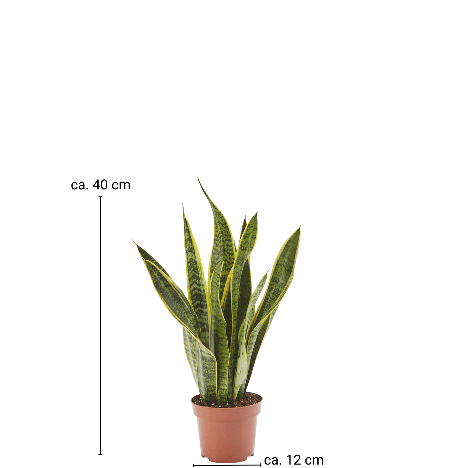 Bogenhanf Sansevieria Laurentii