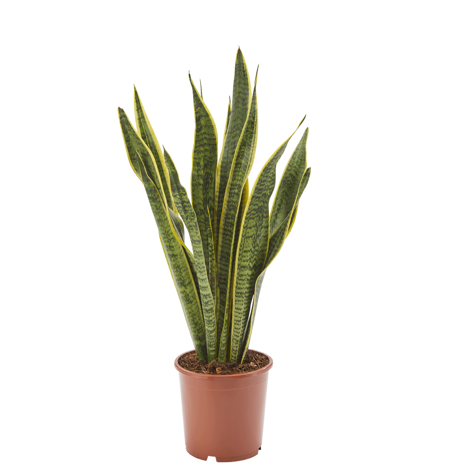 Bogenhanf Sansevieria Laurentii