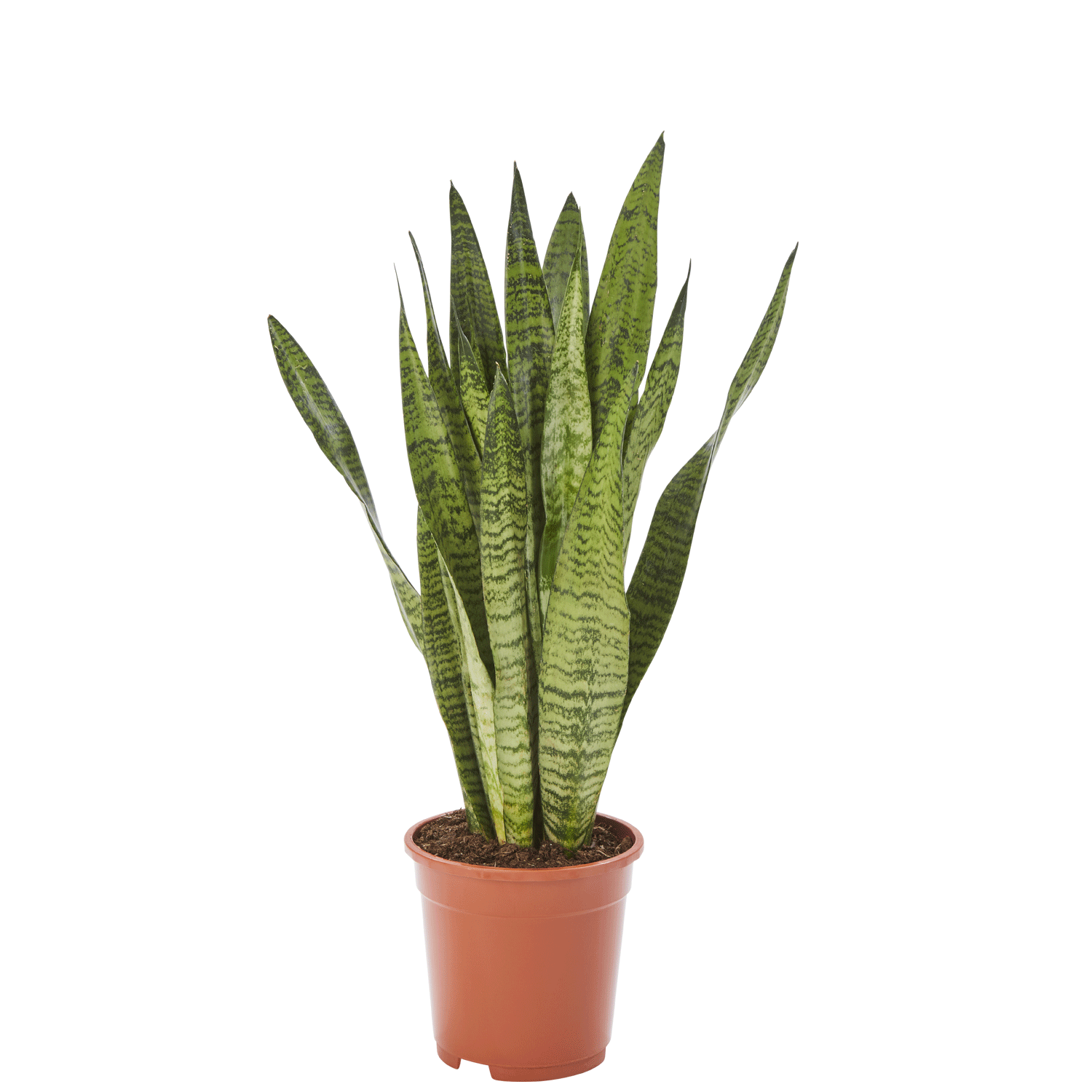 Bogenhanf Sansevieria Zeylanica