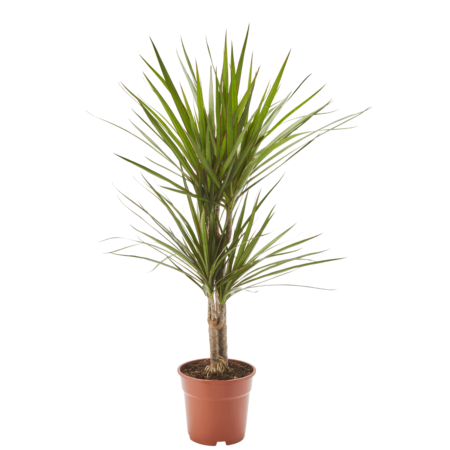 Drachenbaum Dracaena in gärtnerischer Qualität kaufen