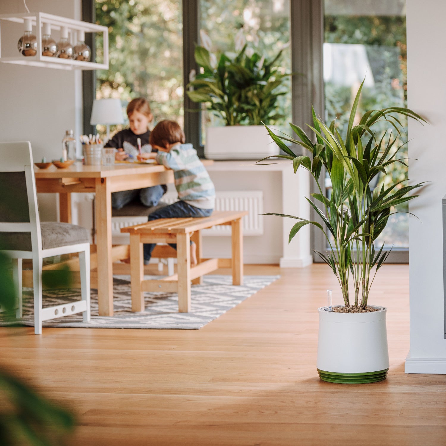 Goldfruchtpalme, luftreinigende Pflanze