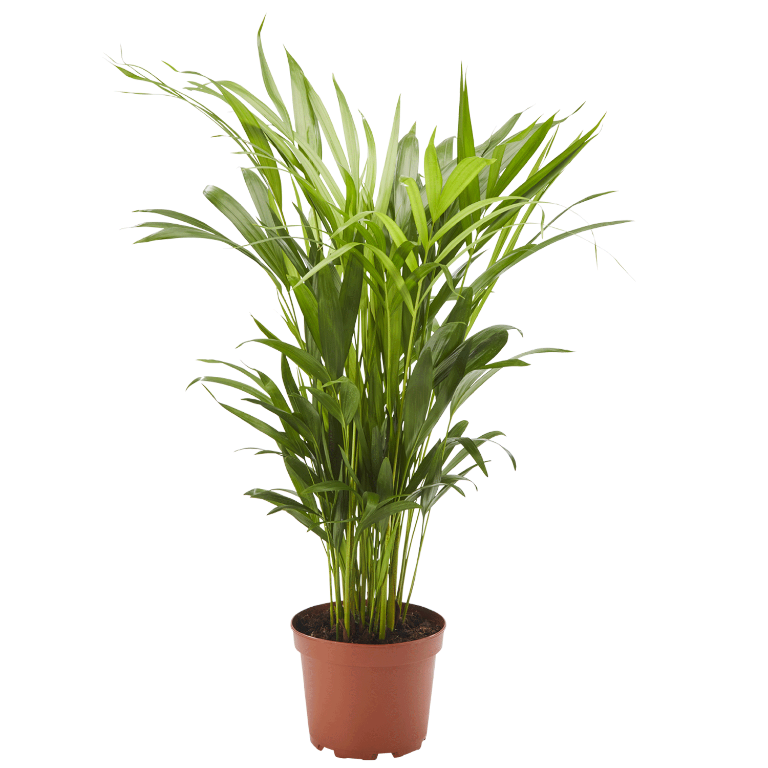 Goldfruchtpalme Dypsis lutescens