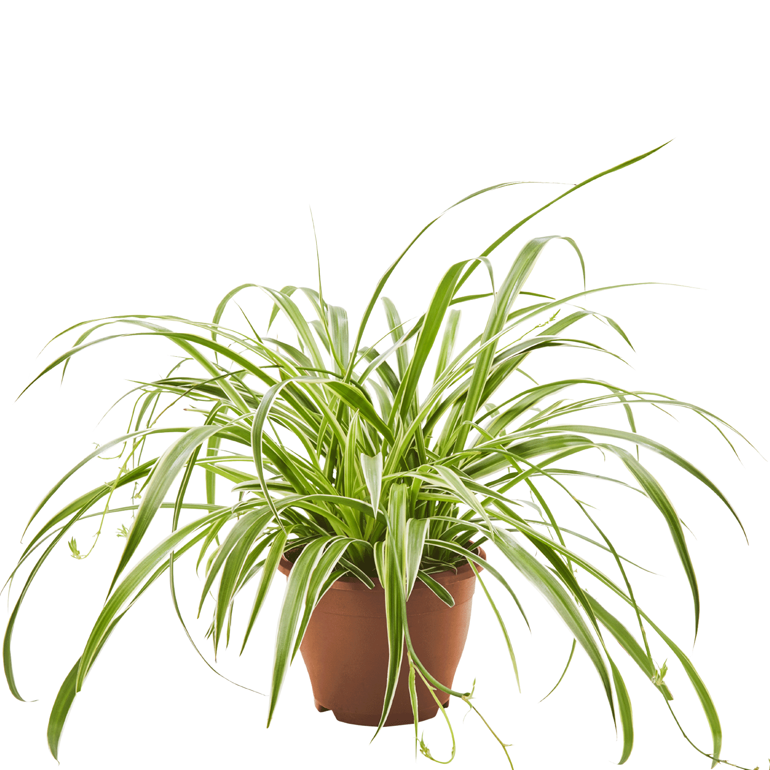 Spindelväxt Chlorophytum