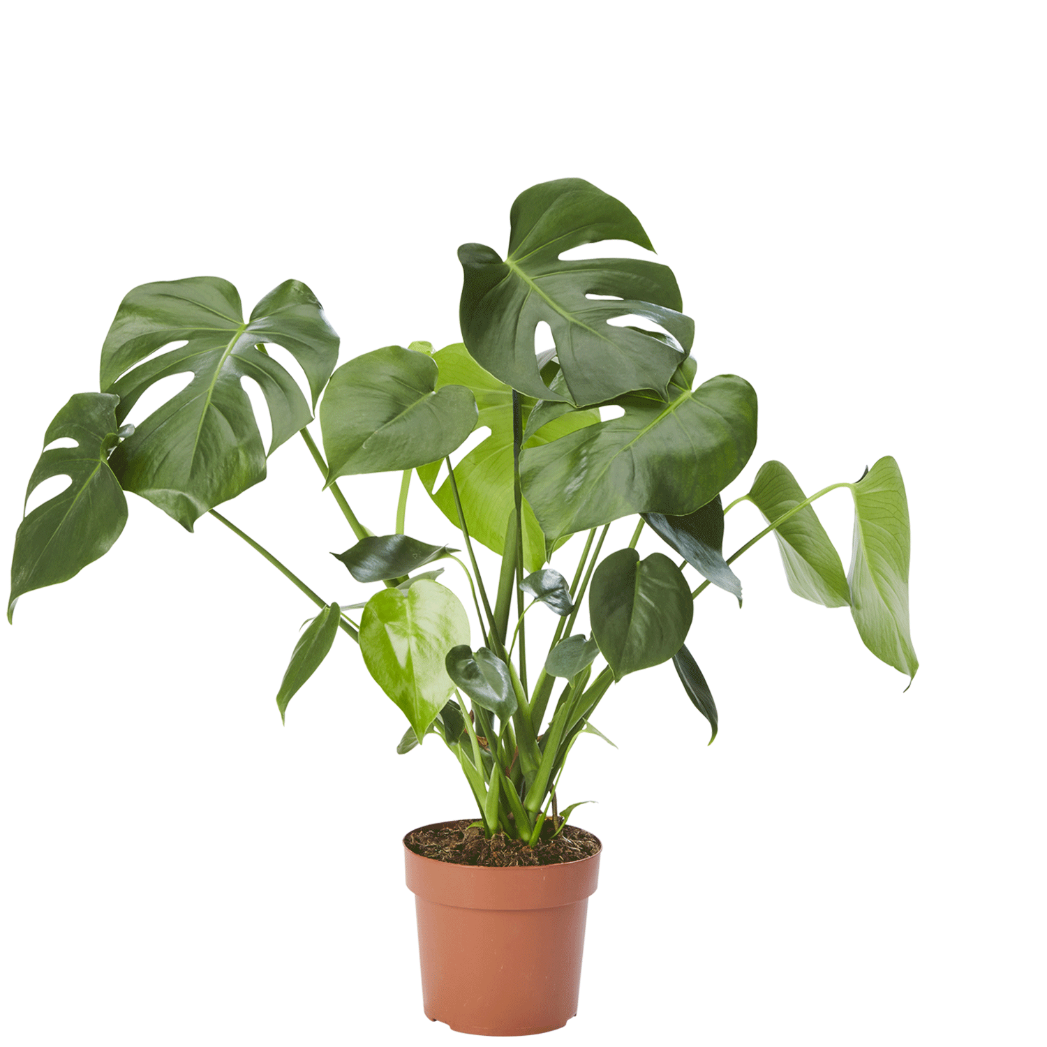 Fönsterblad (Monstera Deliciosa)