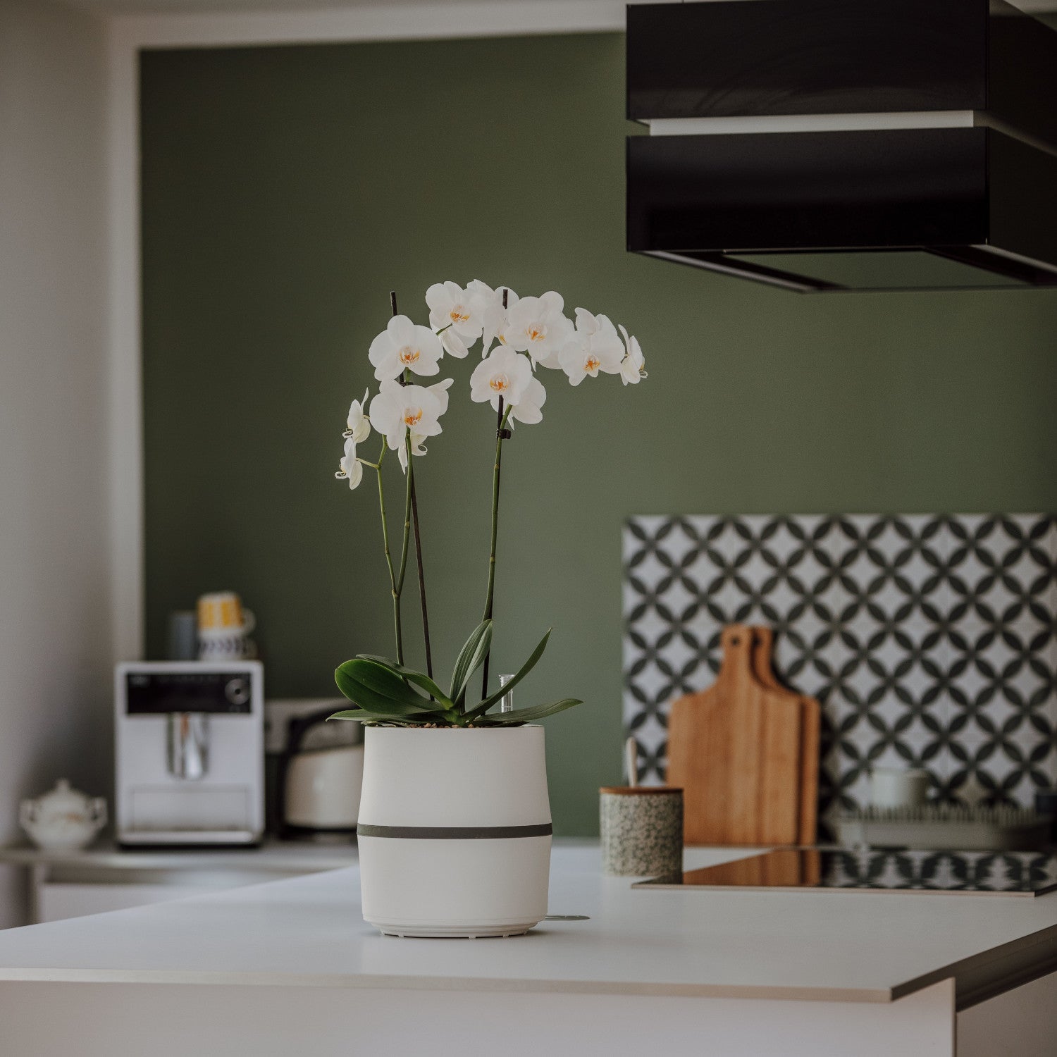 Orchidee, Malaienblume - luftreinigende Pflanze