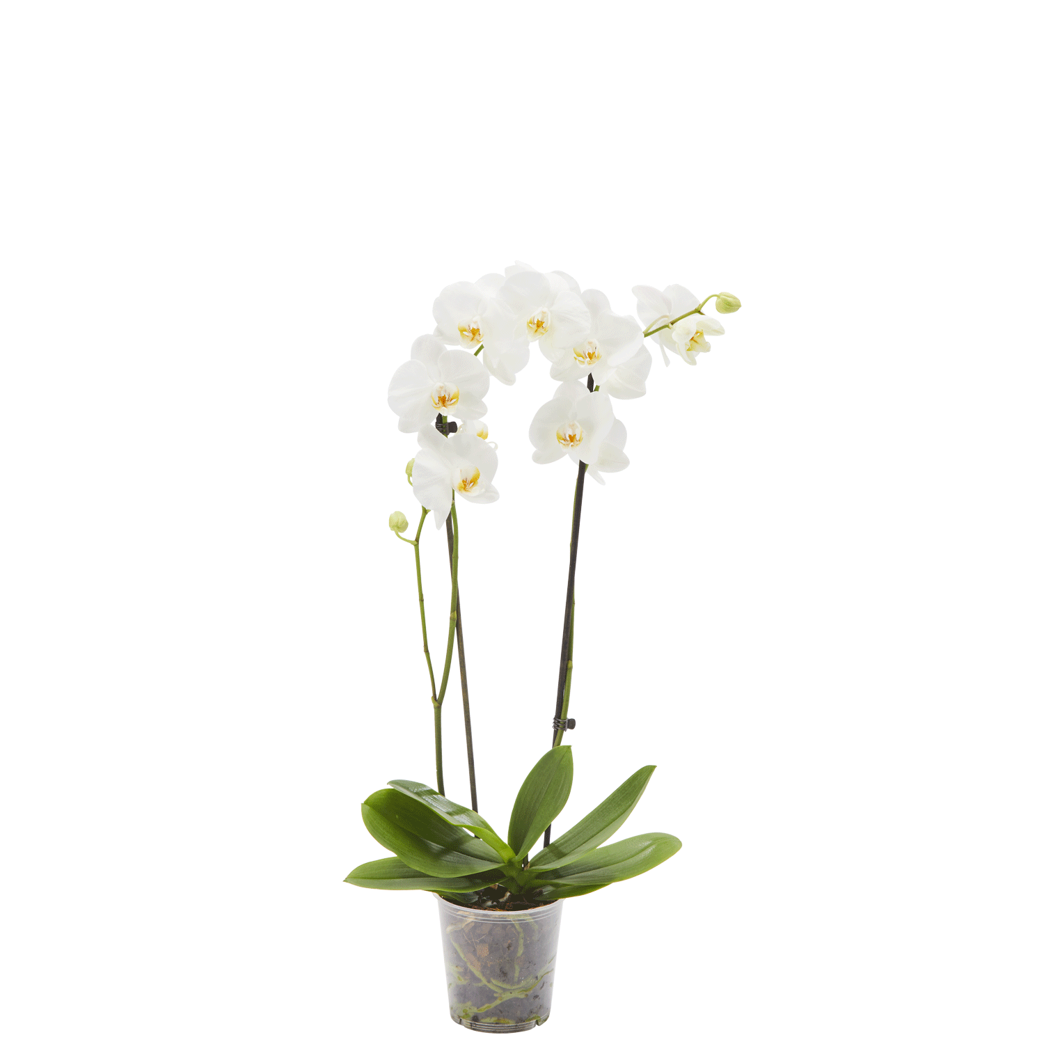 Orchidee Phalaenopsis