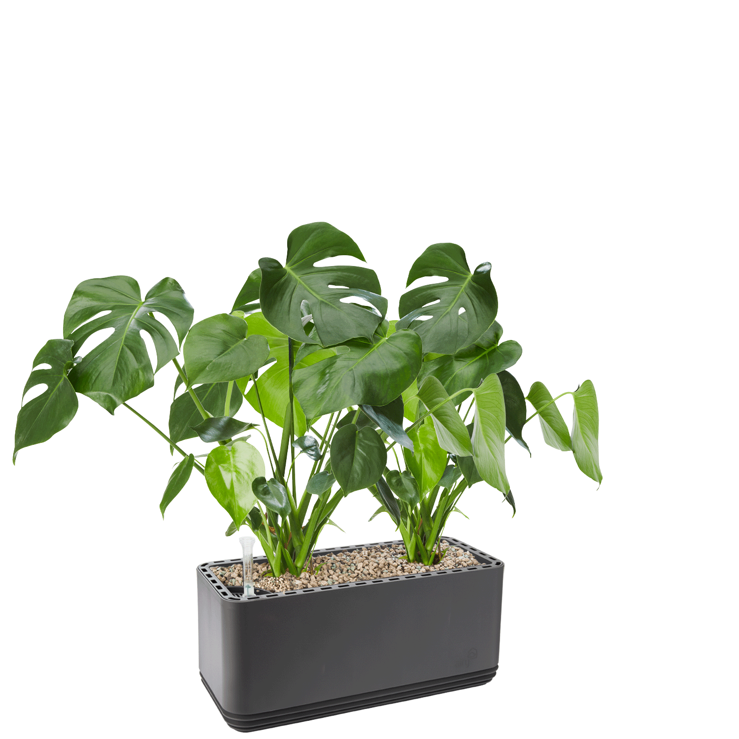 AIRY System L Monstera