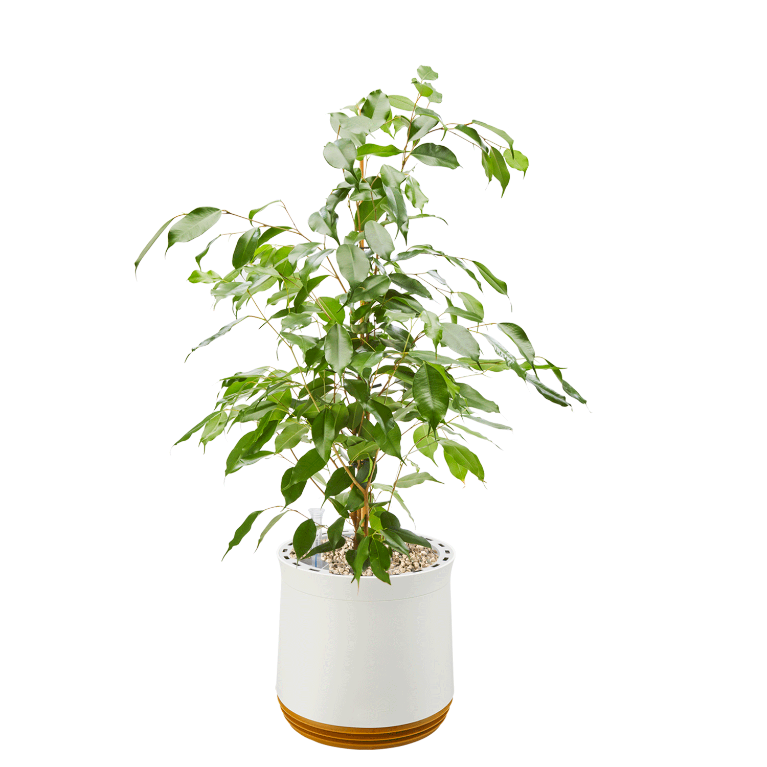 AIRY System M mit Birkenfeige