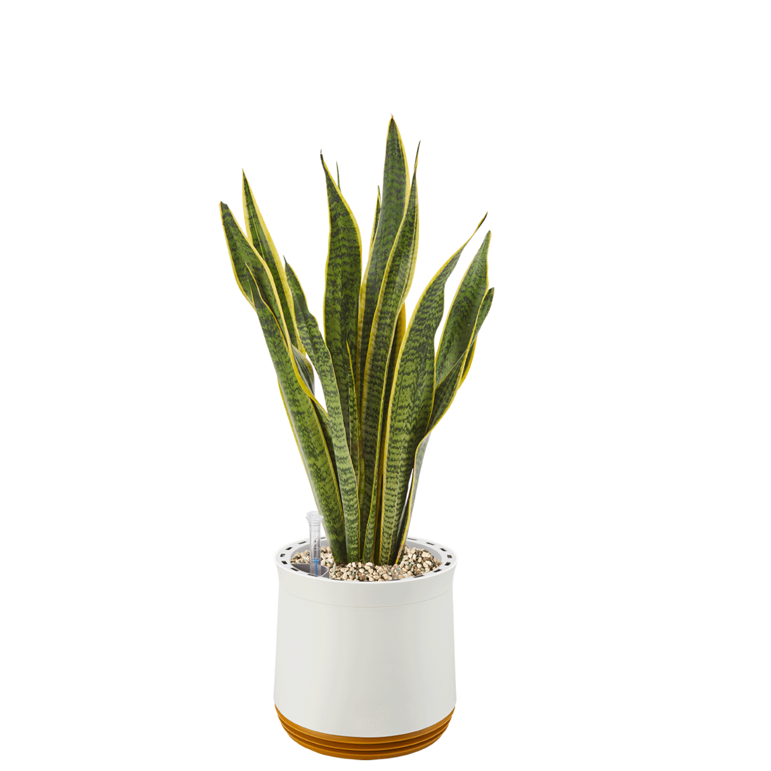 AIRY System M Bogenhanf (Sansevieria Laurentii)