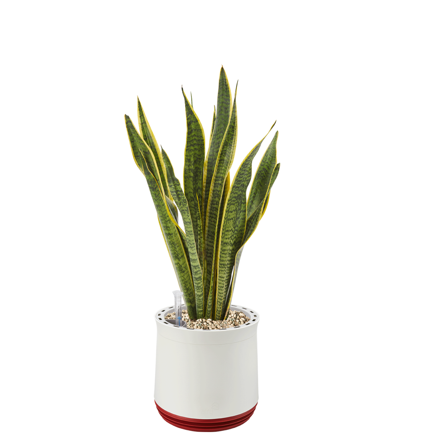 AIRY System M Bogenhanf (Sansevieria Laurentii)