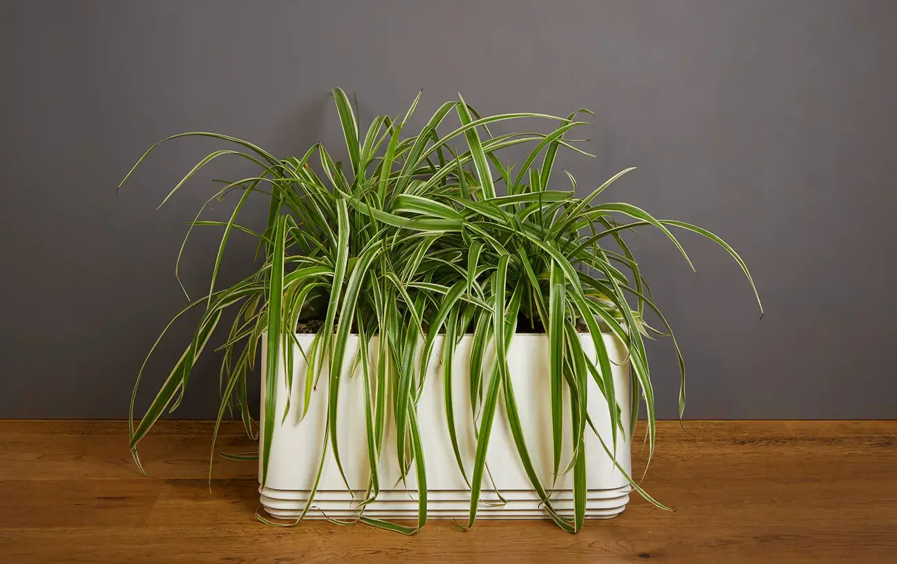 Grünlilie (Chlorophytum comosum)