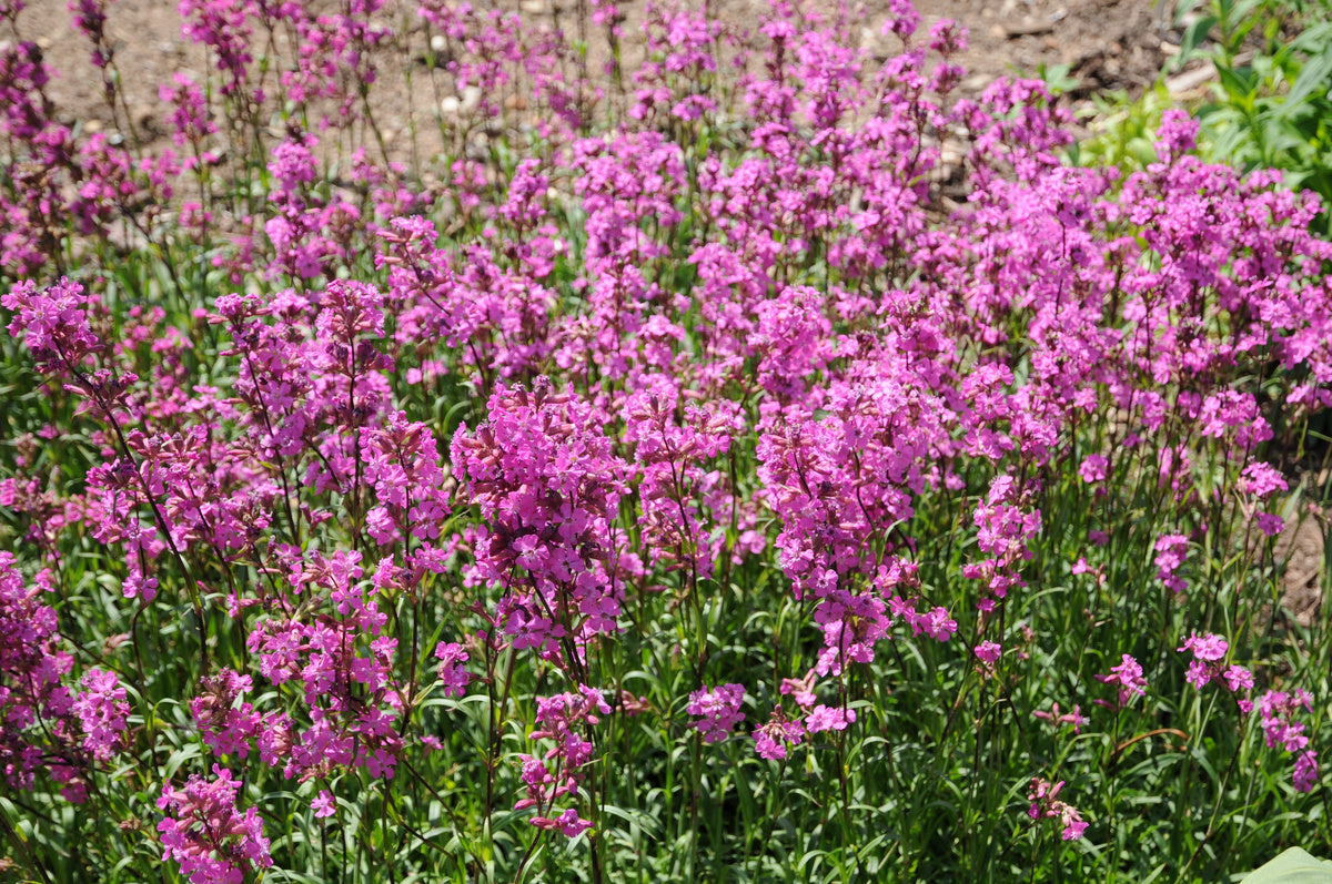 Warum die Pechnelke unser Glücksbringer ist