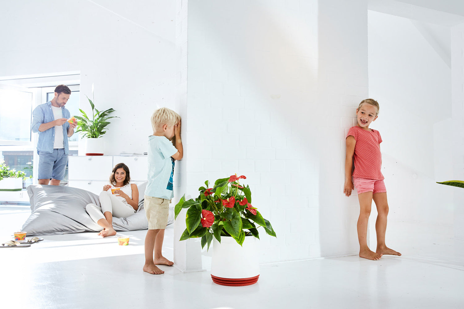 Flamingoblume (Anthurie)